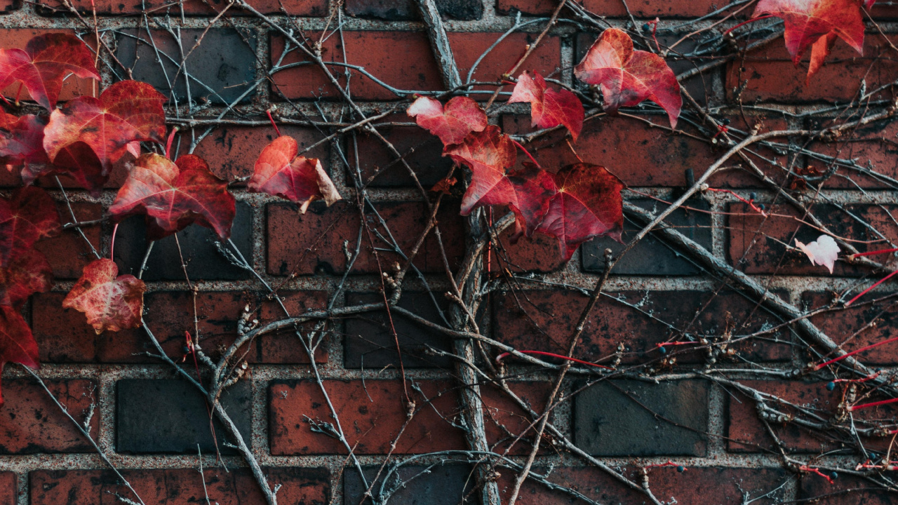 Обои стена, красный цвет, кирпич, лист, дерево в разрешении 1280x720