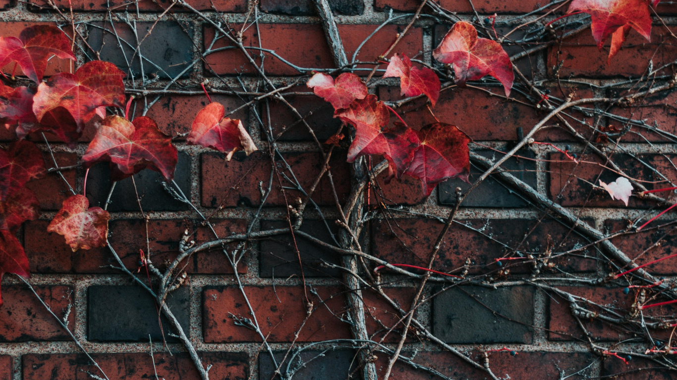 Обои стена, красный цвет, кирпич, лист, дерево в разрешении 1366x768