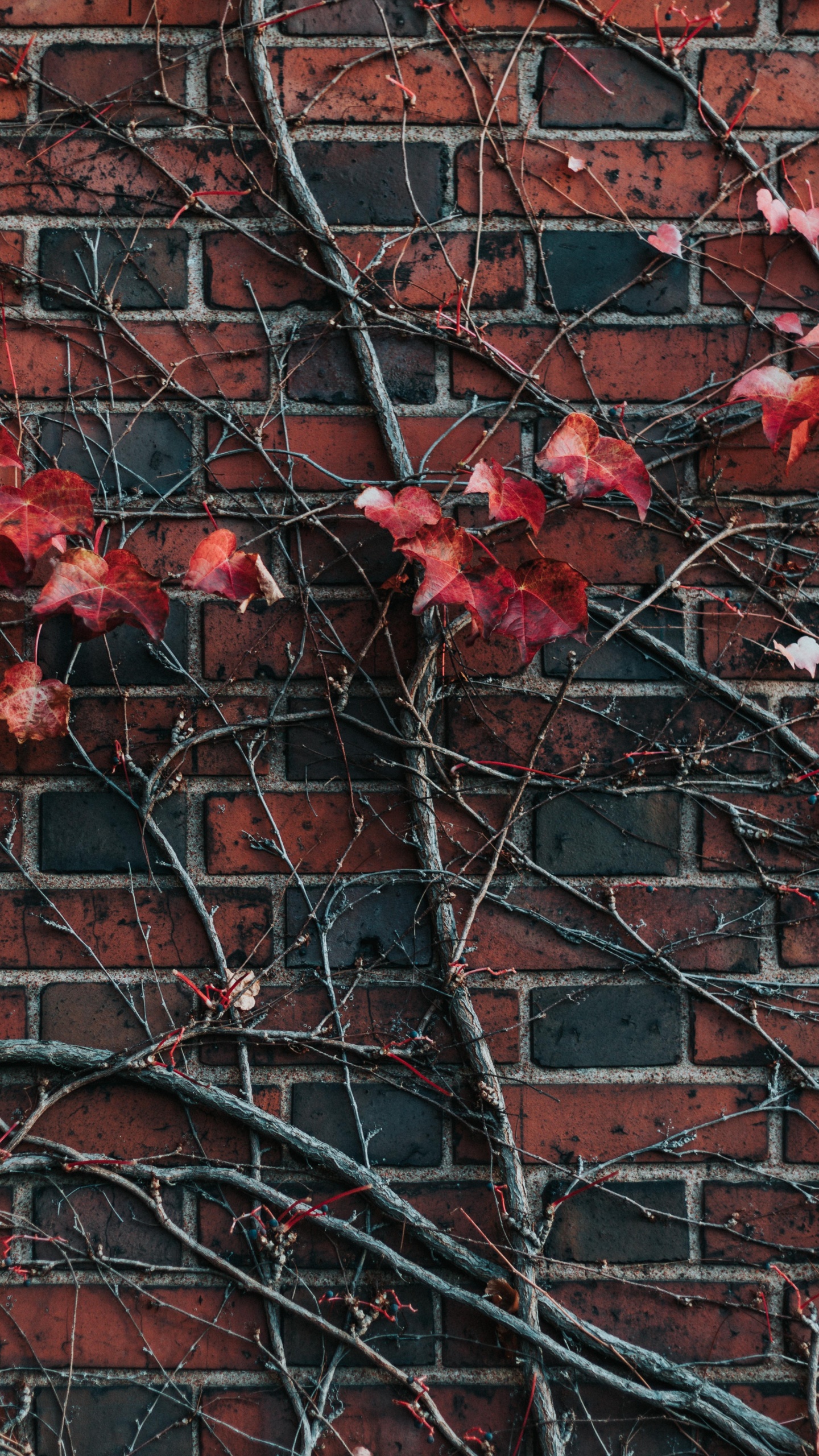 Обои стена, красный цвет, кирпич, лист, дерево в разрешении 1440x2560