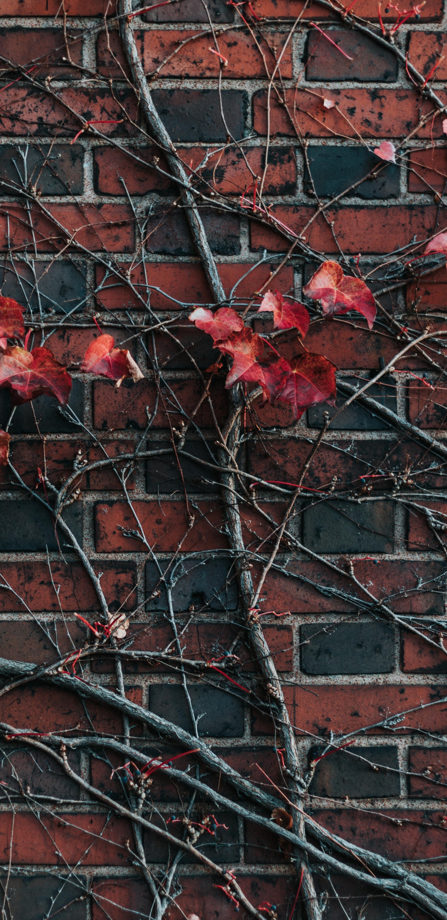 Обои стена, красный цвет, кирпич, лист, дерево в разрешении 1440x2960