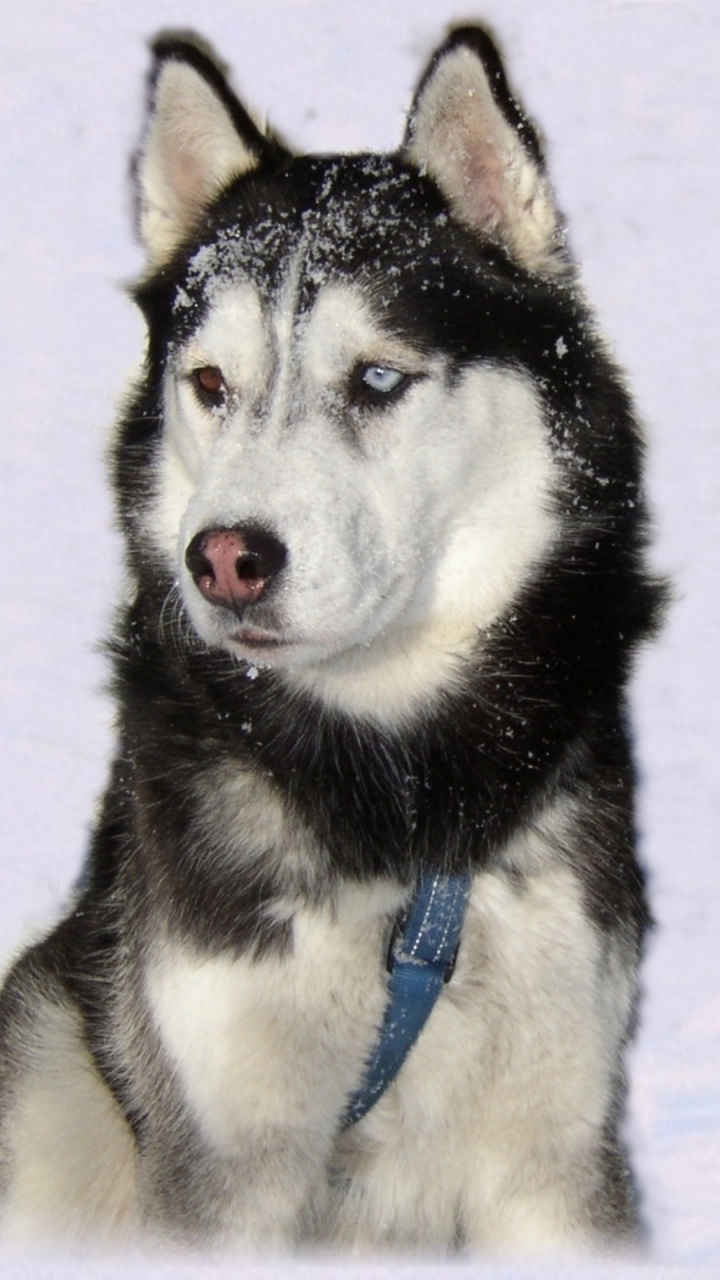 Обои Сахалинская хаски, миниатюрный Сибирский хаски, tamaskan собака, Западно Сибирская лайка, сеппала Сибирская ездовая в разрешении 720x1280