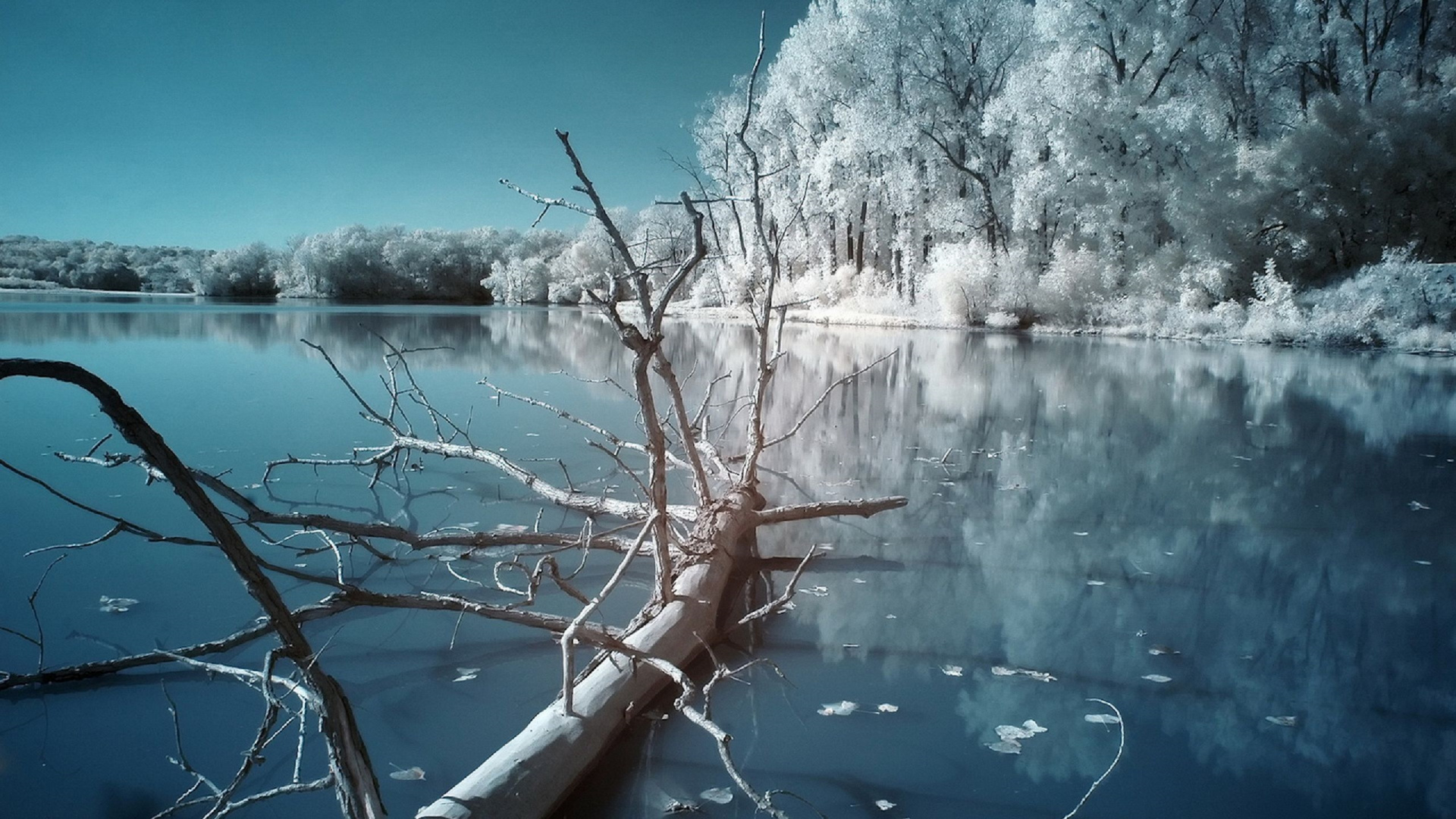 Обои природа, вода, ветвь, зима, дерево в разрешении 1920x1080