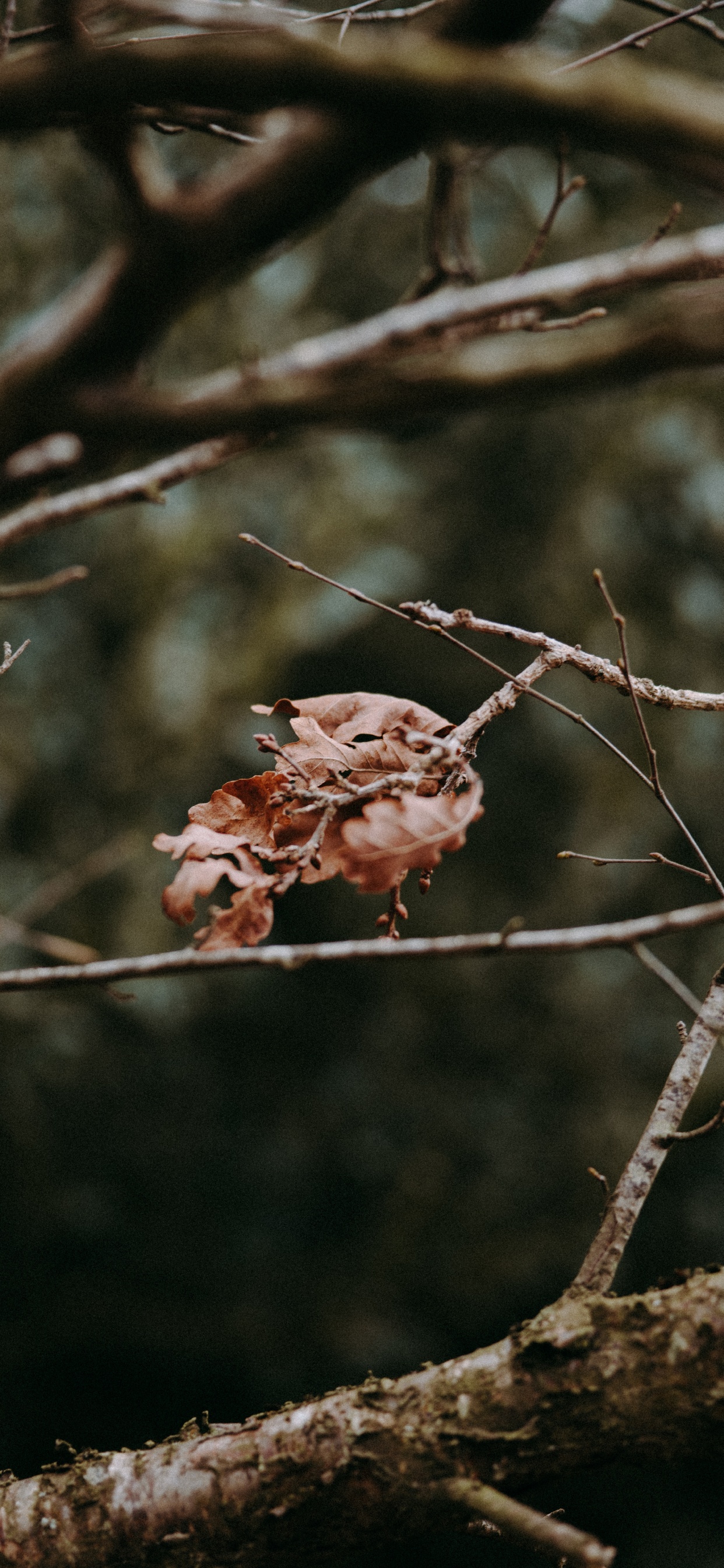 Обои ветвь, прут, дерево, растение, весна в разрешении 1242x2688