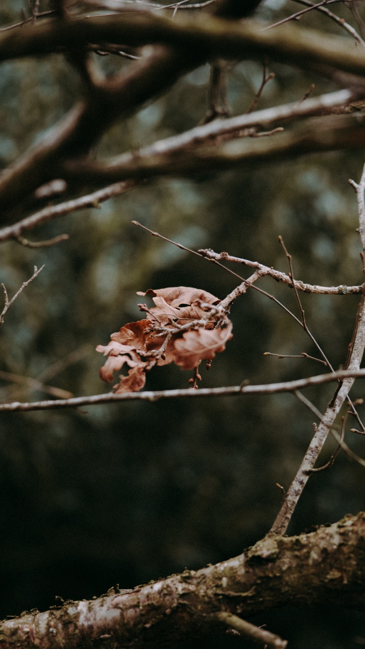 Обои ветвь, прут, дерево, растение, весна в разрешении 720x1280