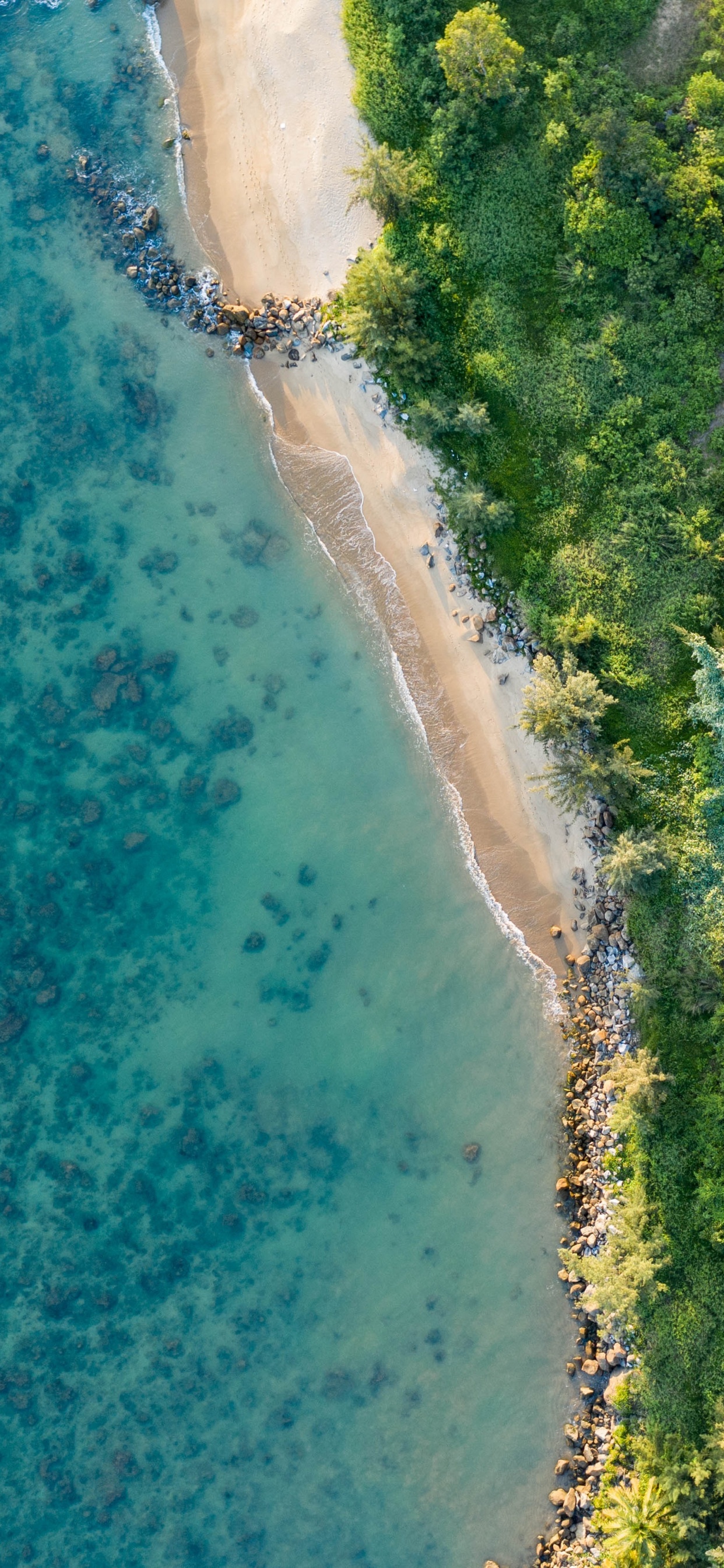 Обои 64-битные вычисления, windows 10, вода, лазурный, растение в разрешении 1242x2688