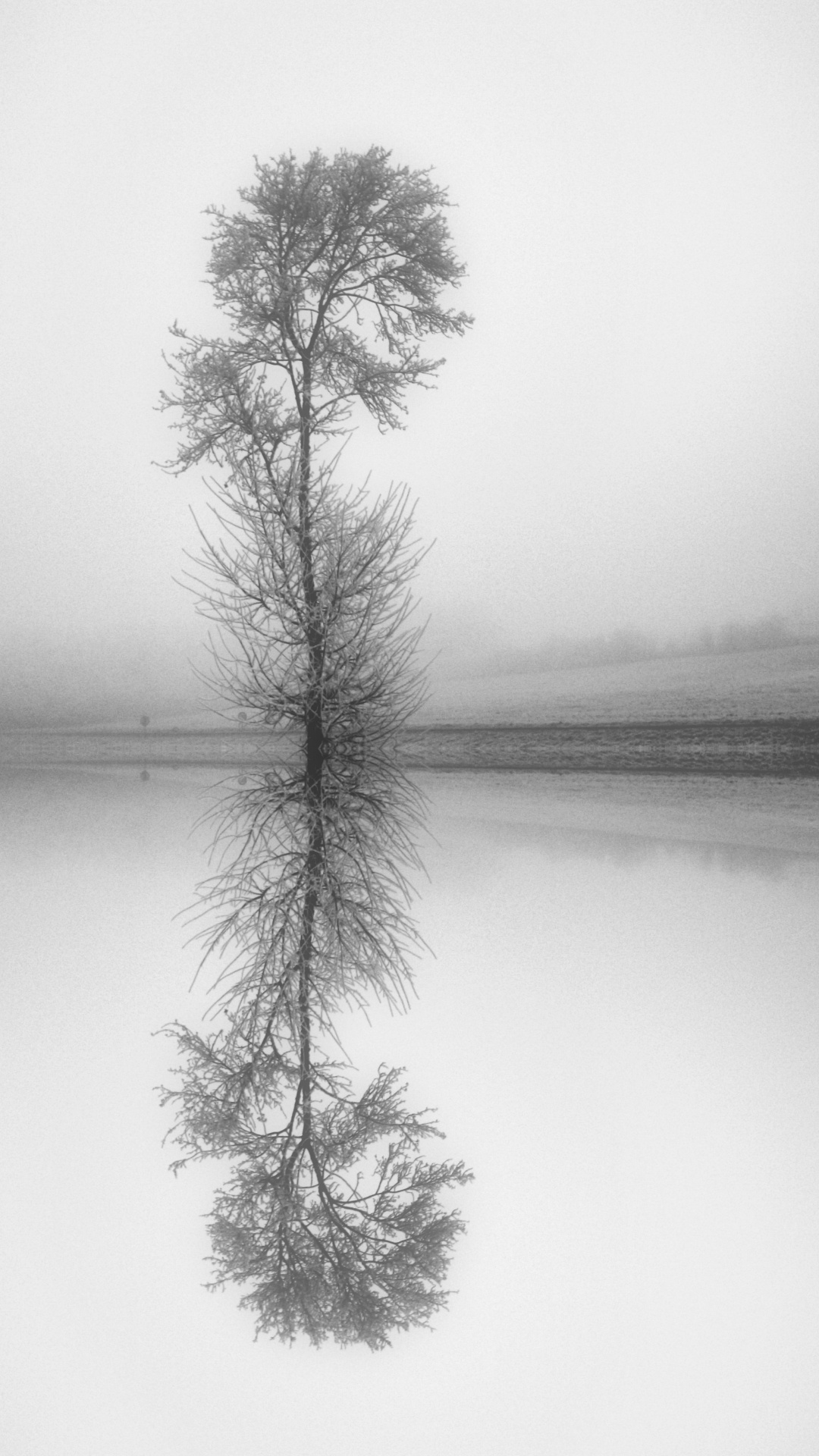 Обои натюрморт, прут, белые, монохромный, природный ландшафт в разрешении 1080x1920