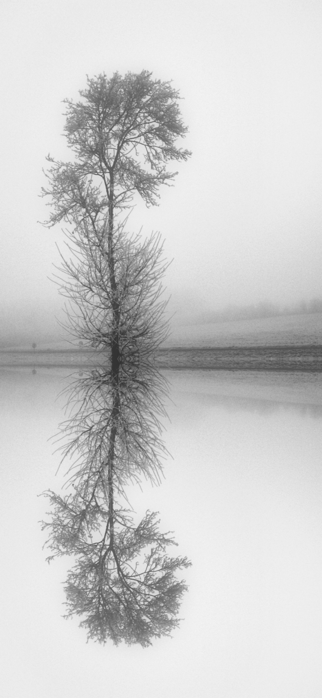 Обои натюрморт, прут, белые, монохромный, природный ландшафт в разрешении 1125x2436