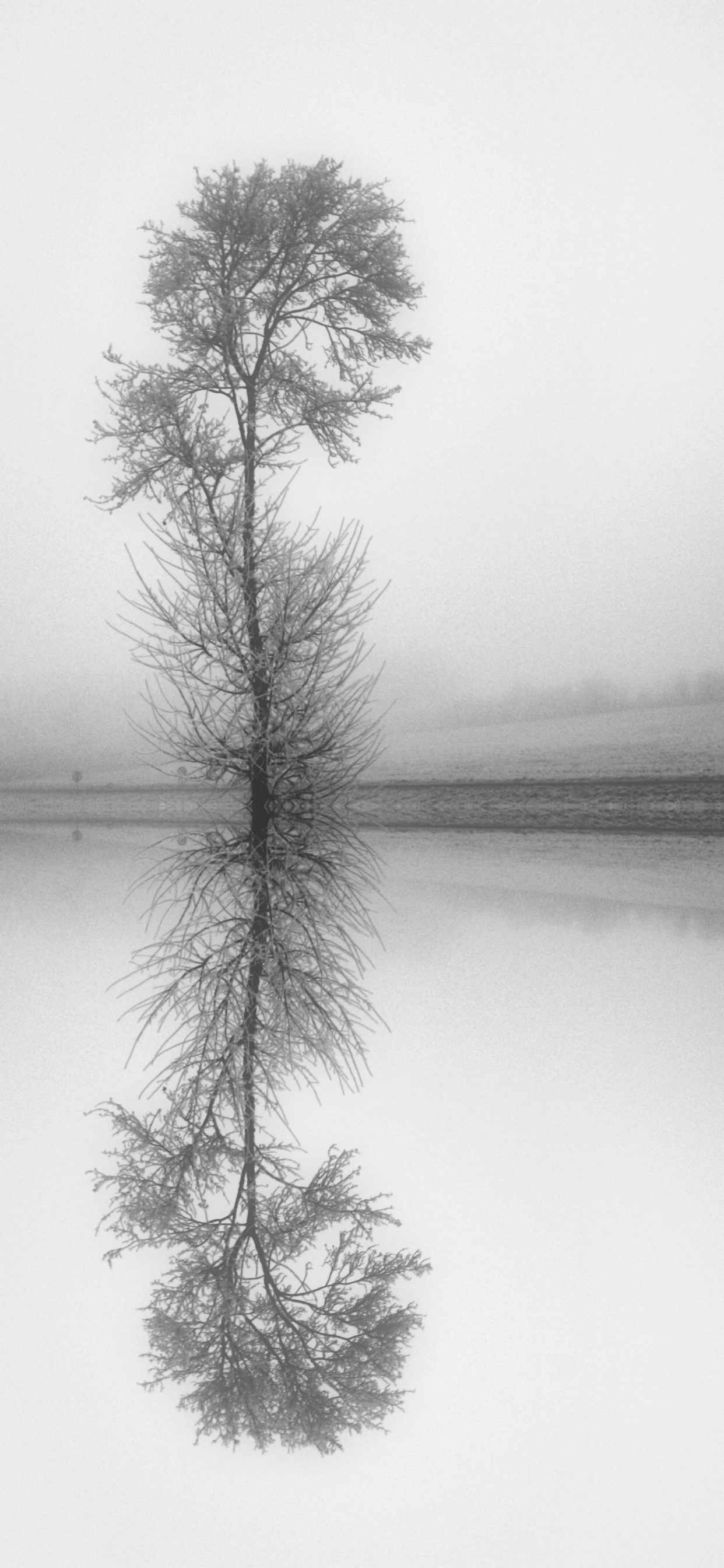 Обои натюрморт, прут, белые, монохромный, природный ландшафт в разрешении 1242x2688