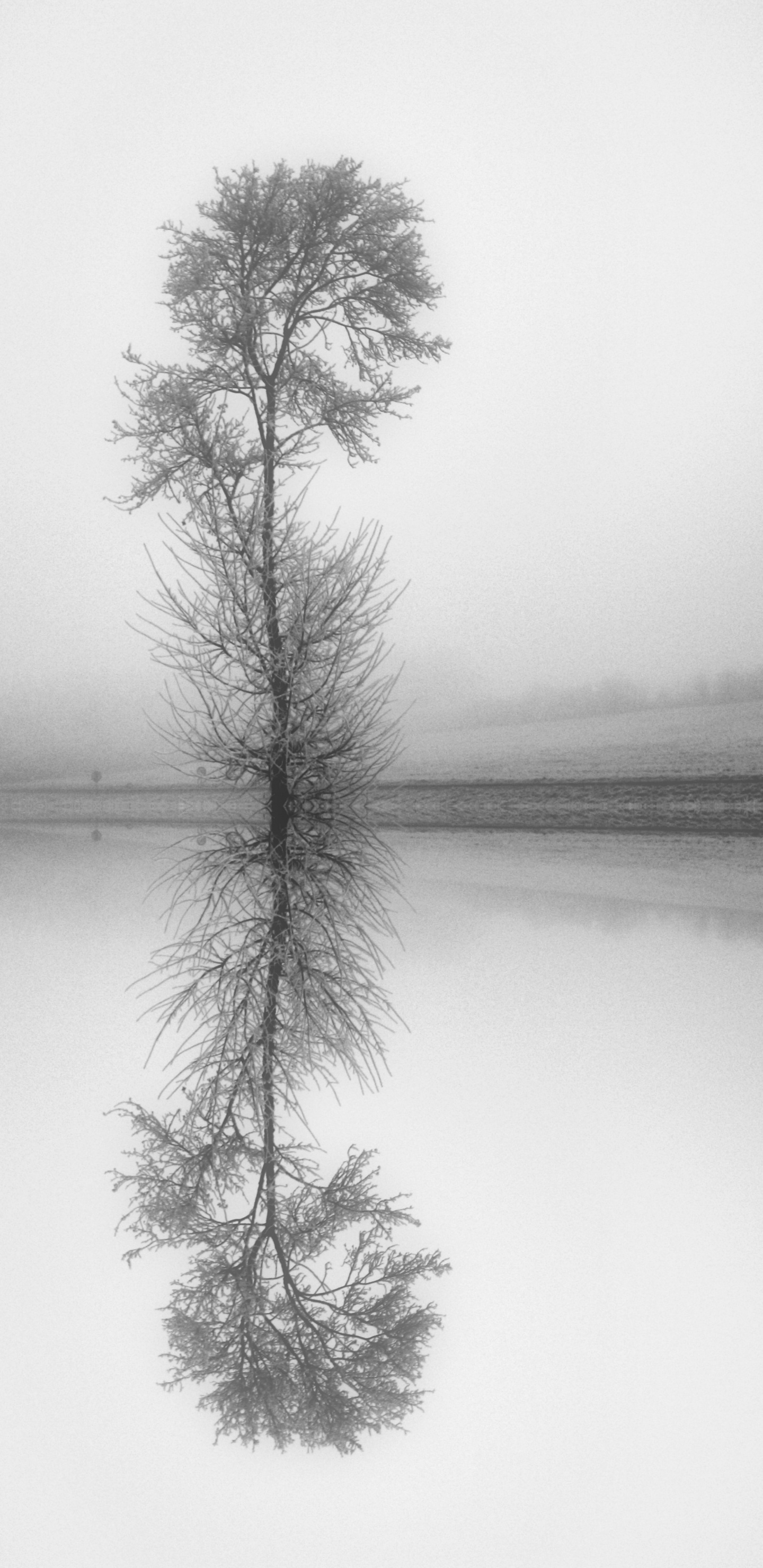 Обои натюрморт, прут, белые, монохромный, природный ландшафт в разрешении 1440x2960