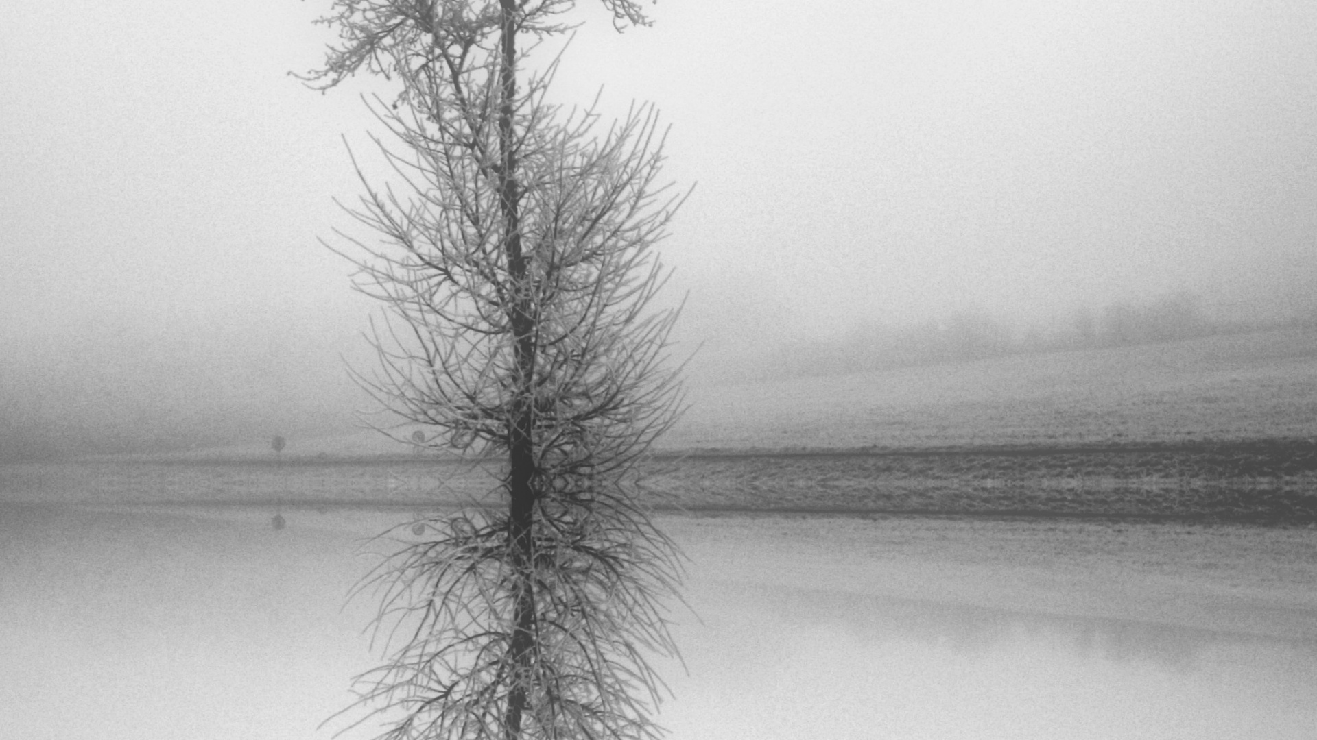 Обои натюрморт, прут, белые, монохромный, природный ландшафт в разрешении 1920x1080