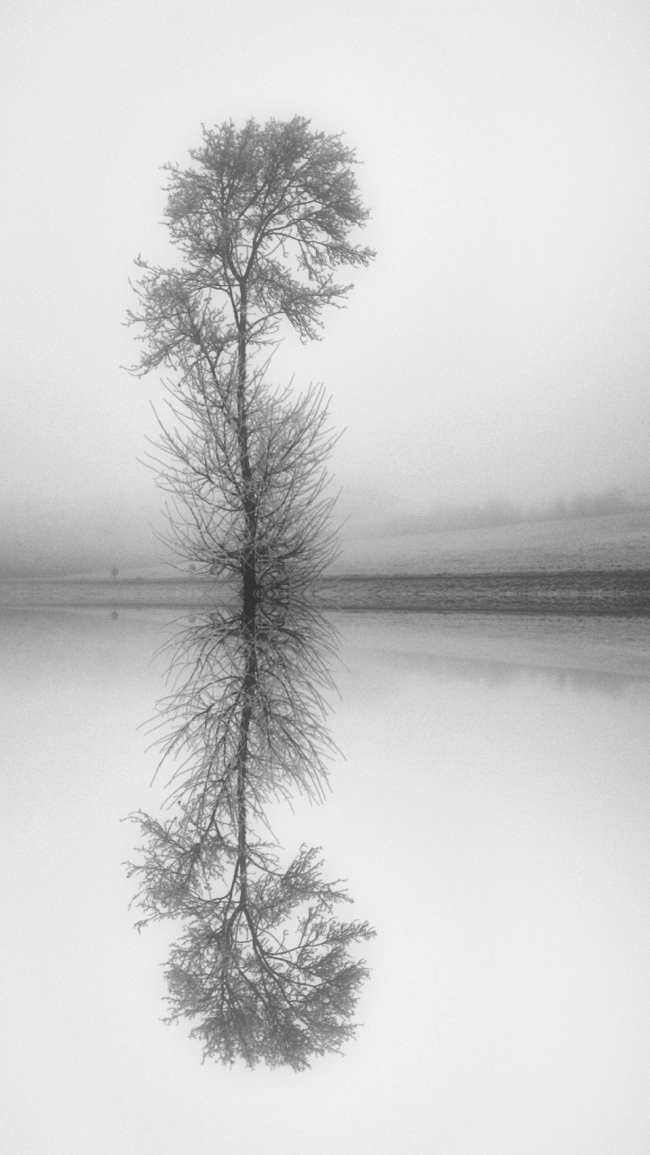 Обои натюрморт, прут, белые, монохромный, природный ландшафт в разрешении 720x1280