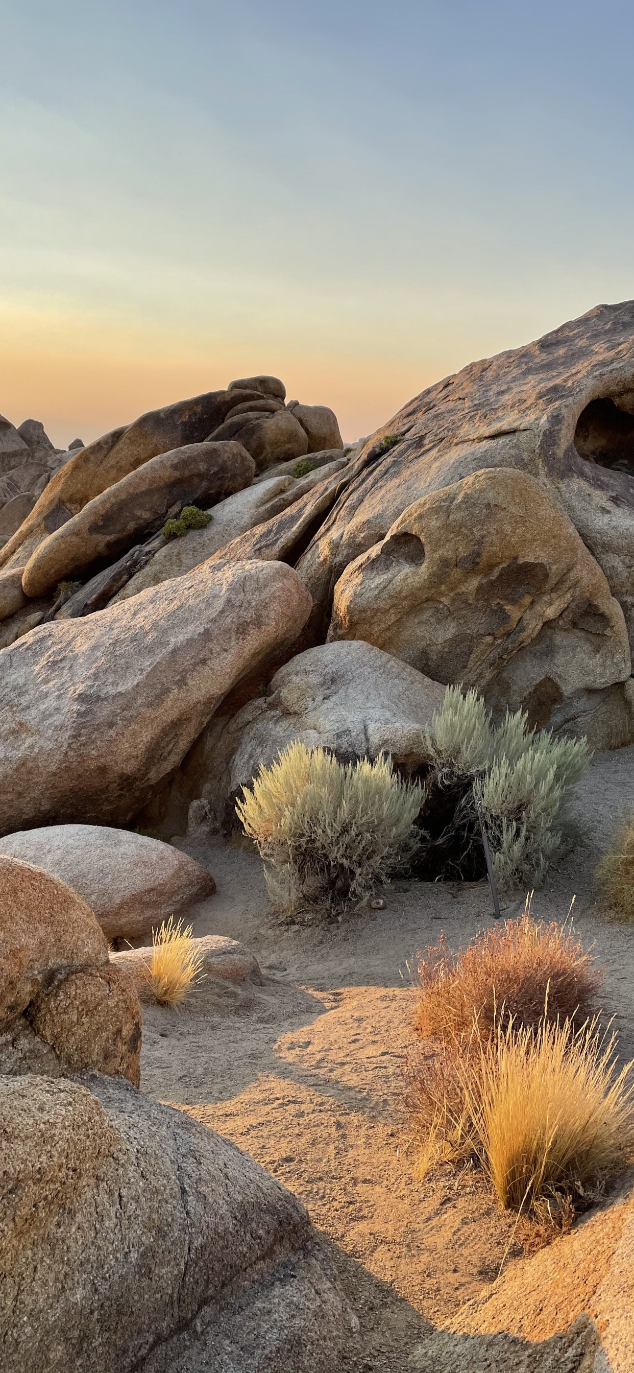 Обои Эпл, поддержка яблока, растение, коренная порода, природный ландшафт в разрешении 1242x2688
