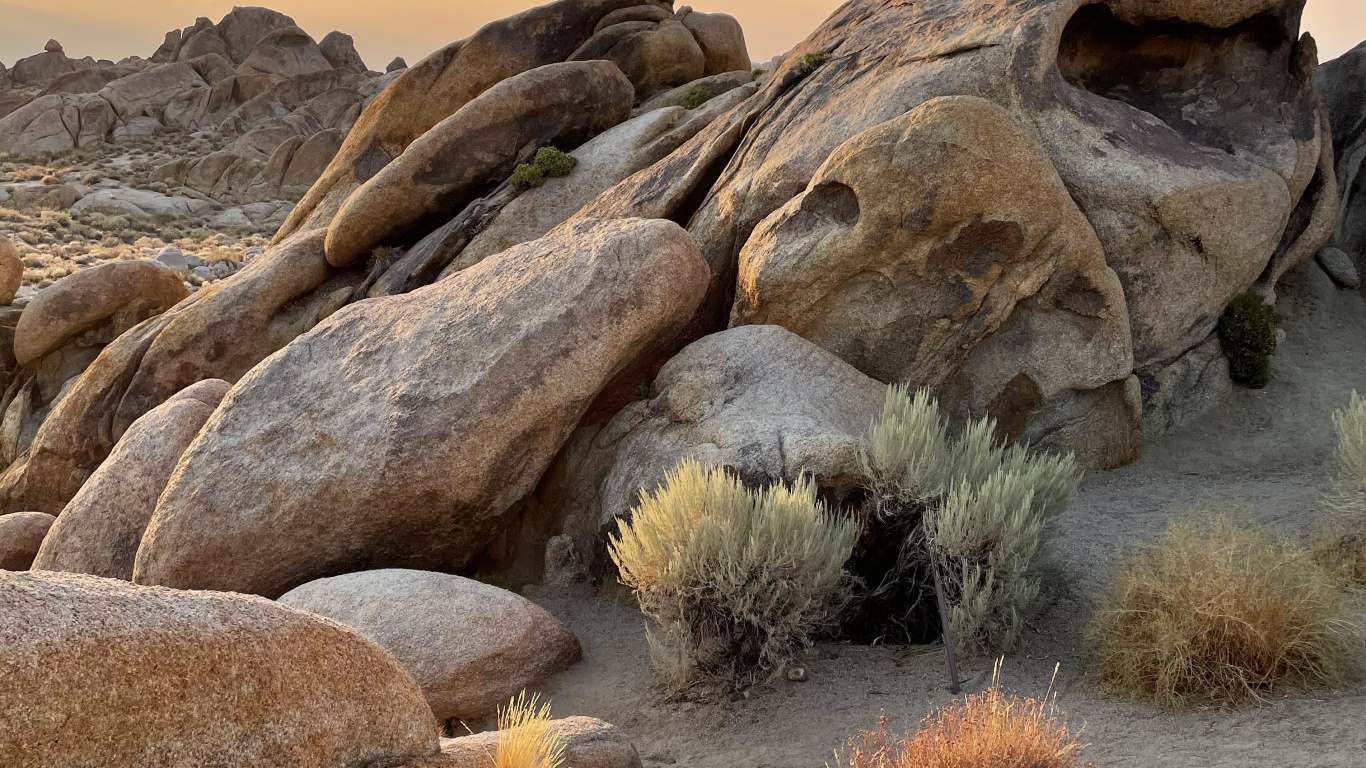 Обои Эпл, поддержка яблока, растение, коренная порода, природный ландшафт в разрешении 1366x768