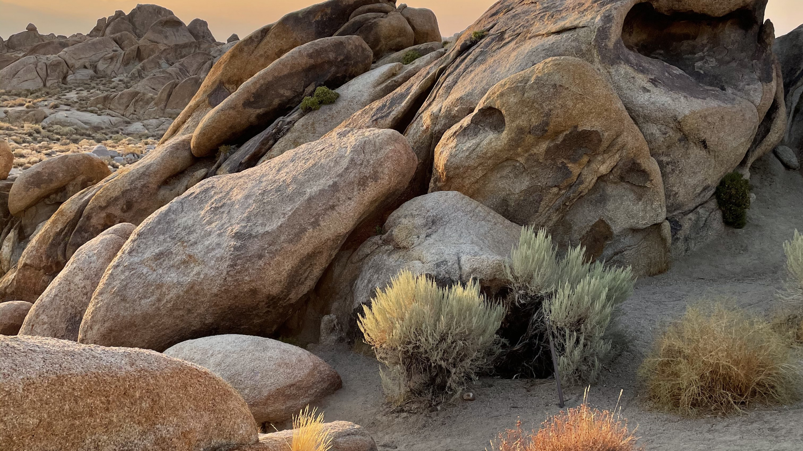 Обои Эпл, поддержка яблока, растение, коренная порода, природный ландшафт в разрешении 2560x1440