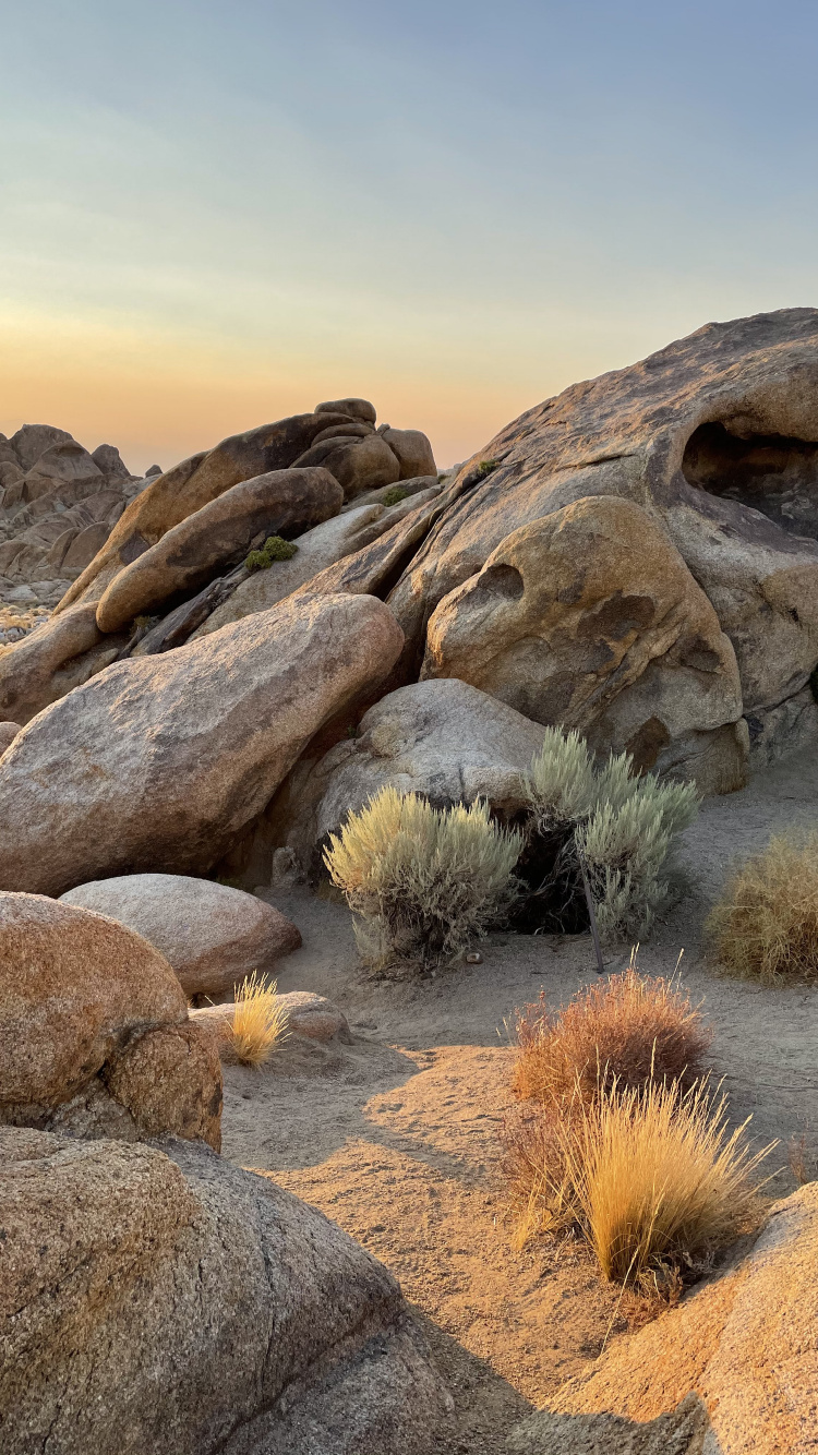 Обои Эпл, поддержка яблока, растение, коренная порода, природный ландшафт в разрешении 750x1334
