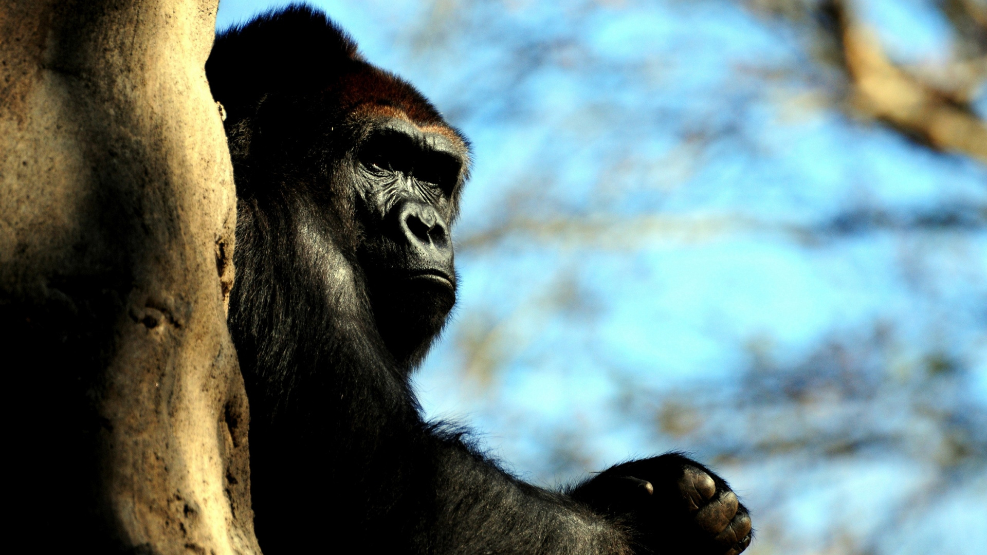 Обои примас, обыкновенные шимпанзе, морда, живая природа, фауна в разрешении 1920x1080