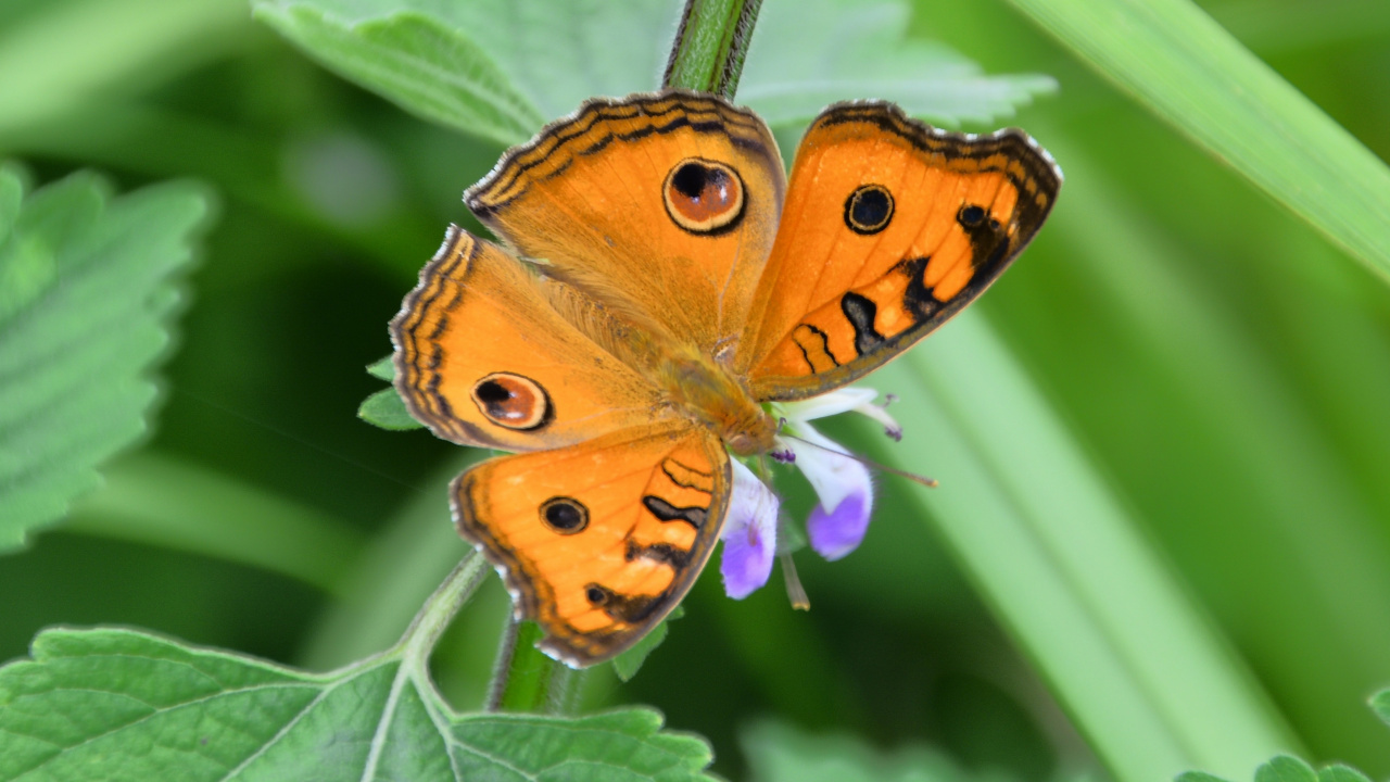 Обои насекомое, мотыльки и бабочки, бабочка, беспозвоночных, опылитель в разрешении 1280x720