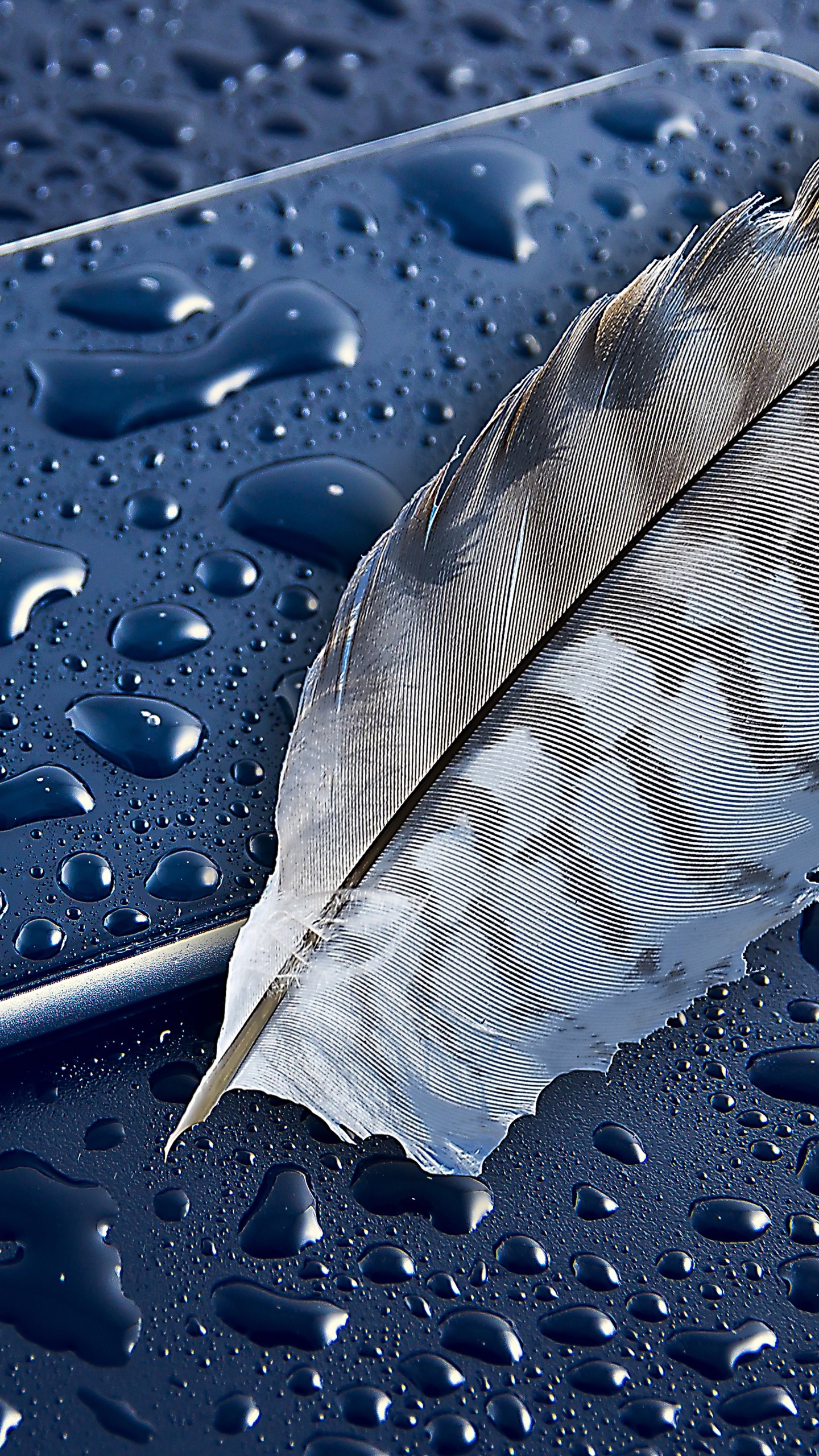 Обои смартфон, apple, андроид, вода, лист в разрешении 1440x2560