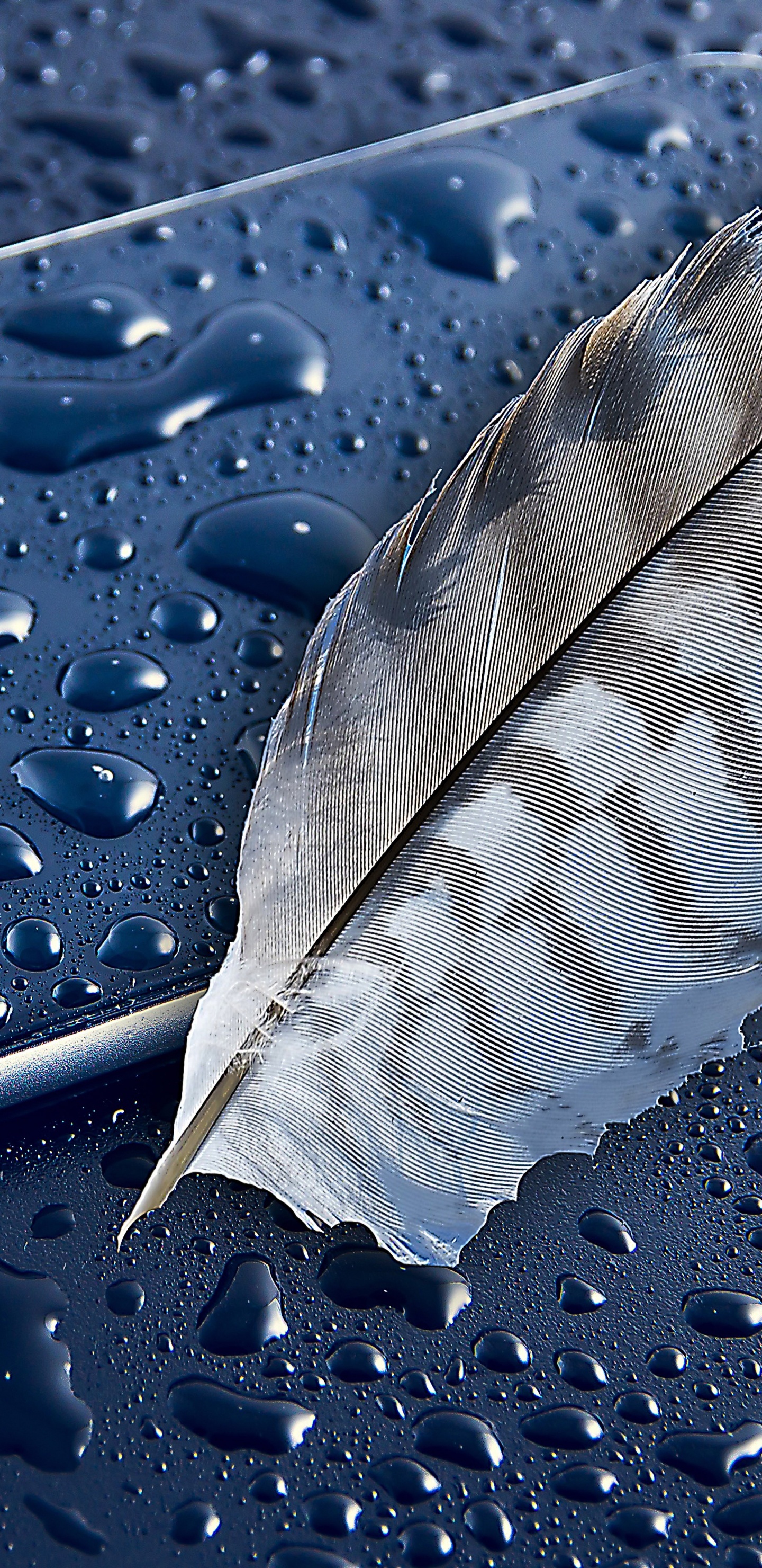 Обои смартфон, apple, андроид, вода, лист в разрешении 1440x2960