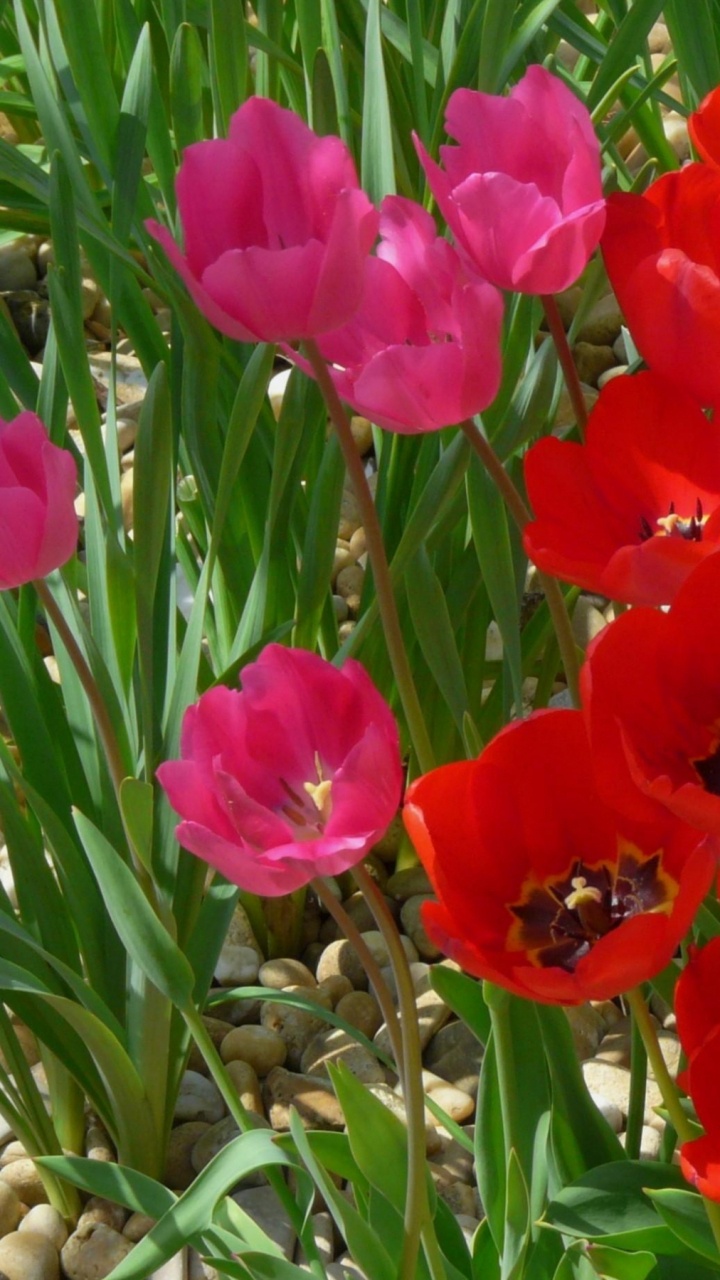 Обои цветковое растение, лепесток, растение, полевой цветок, цветочный букет в разрешении 720x1280