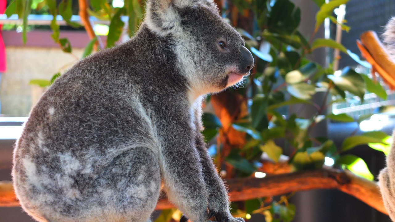 Обои Коала, сумчатое животное, живая природа, дерево, наземные животные в разрешении 1280x720