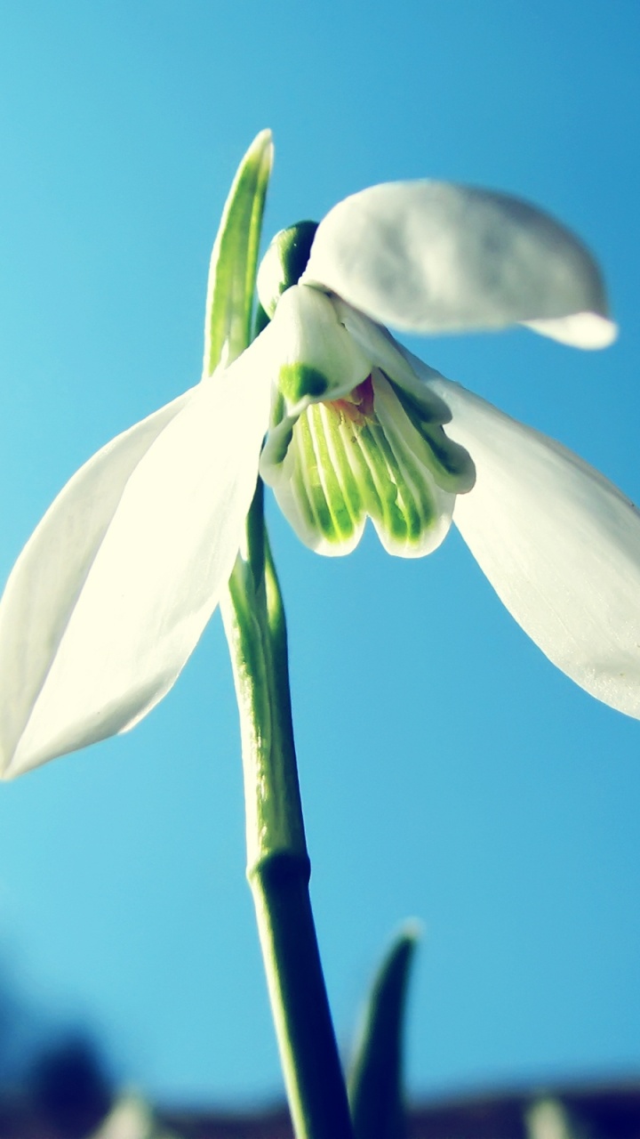 Обои цветковое растение, галантус, подснежник, растение, весна в разрешении 720x1280
