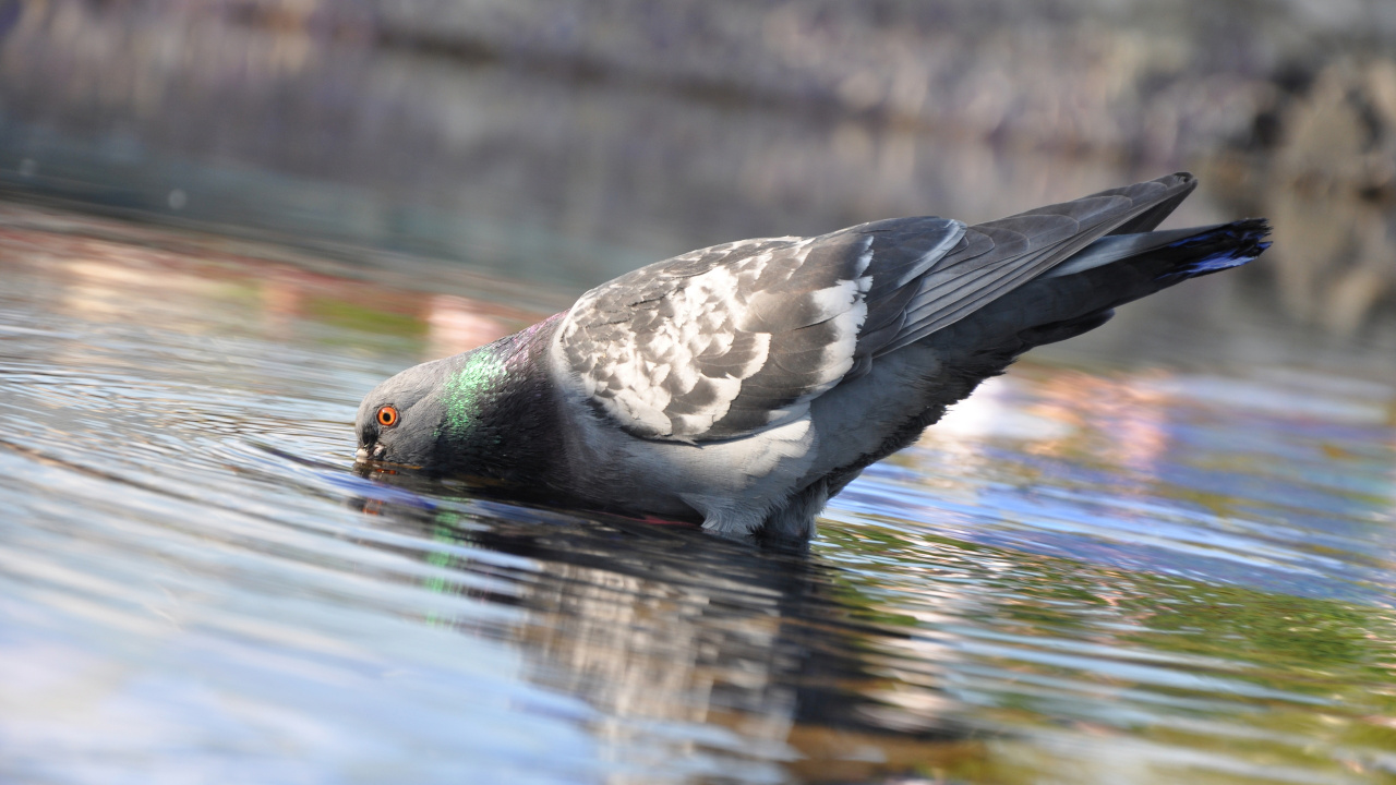 Обои почтовый голубь, птица, клюв, вода, водоплавающие птицы в разрешении 1280x720