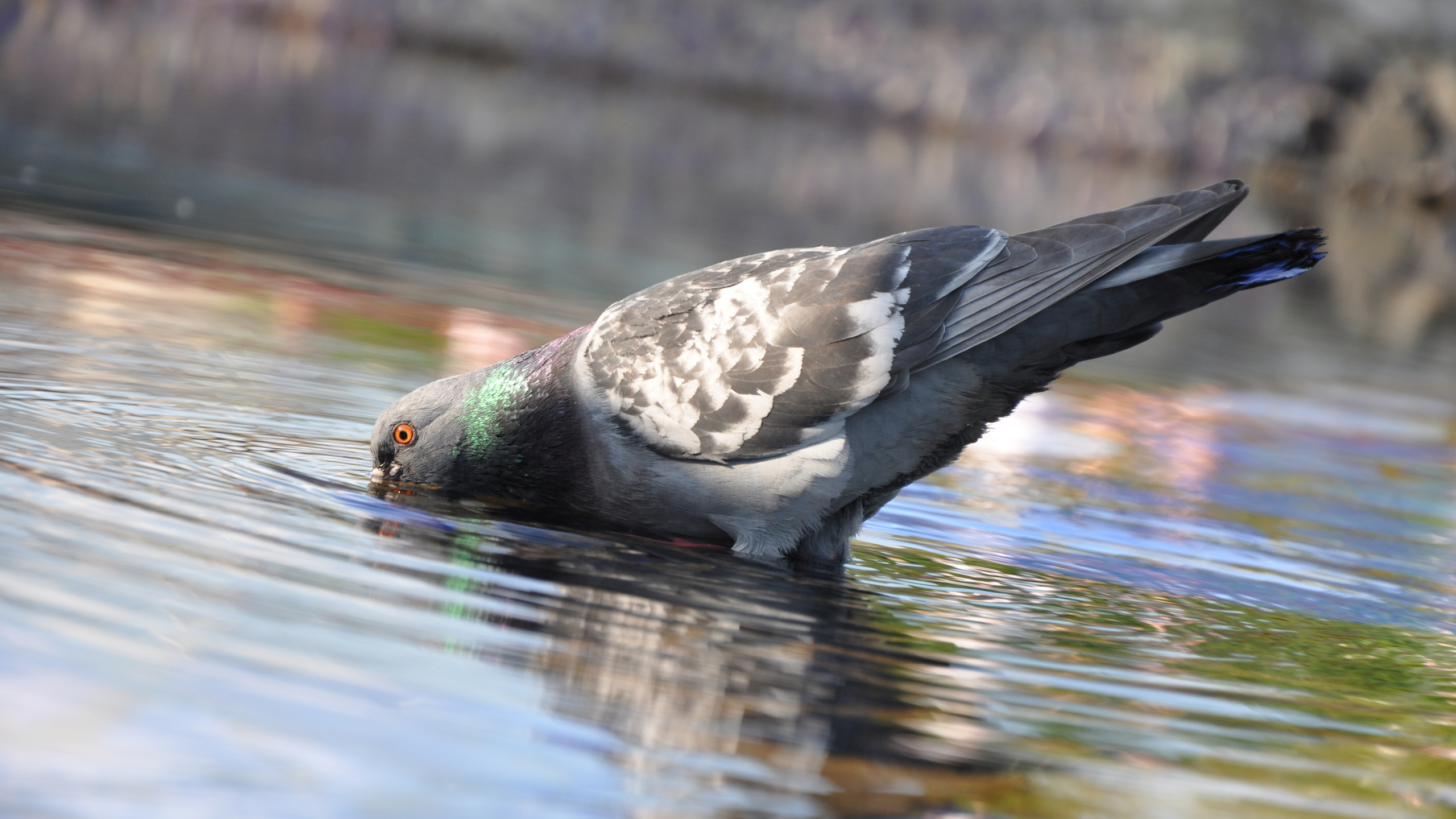 Обои почтовый голубь, птица, клюв, вода, водоплавающие птицы в разрешении 2560x1440