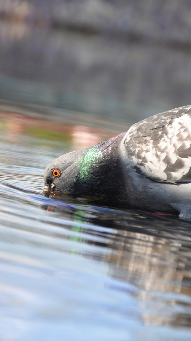 Обои почтовый голубь, птица, клюв, вода, водоплавающие птицы в разрешении 750x1334