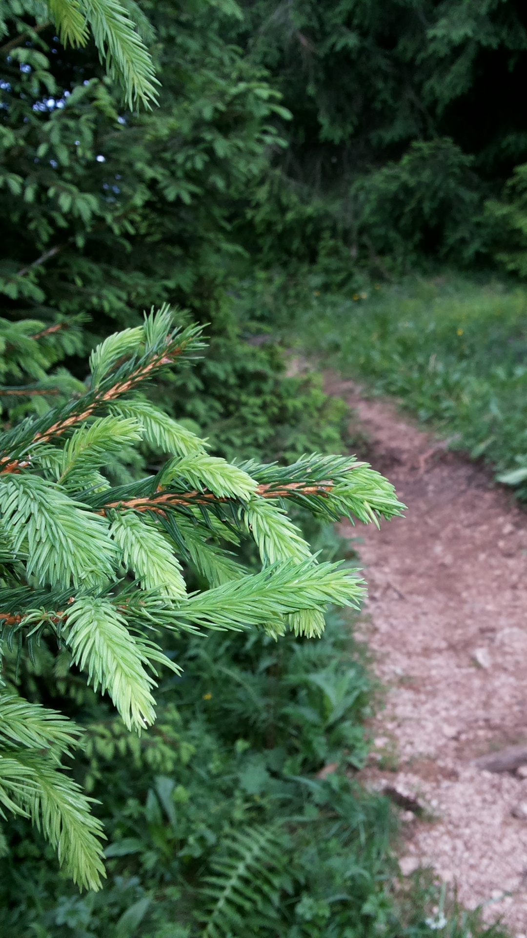Обои растительность, тропический лес, дерево, лес, природный заповедник в разрешении 1080x1920