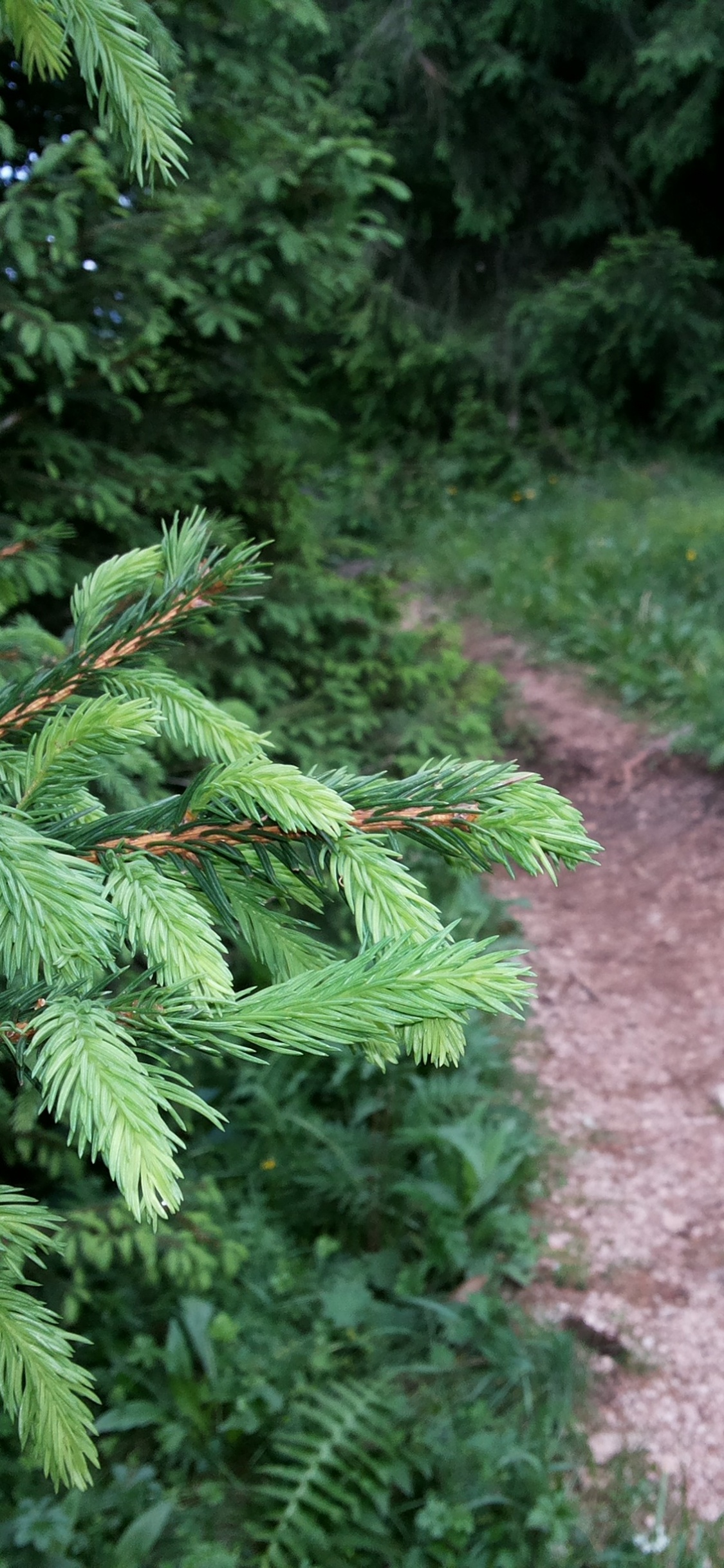 Обои растительность, тропический лес, дерево, лес, природный заповедник в разрешении 1125x2436