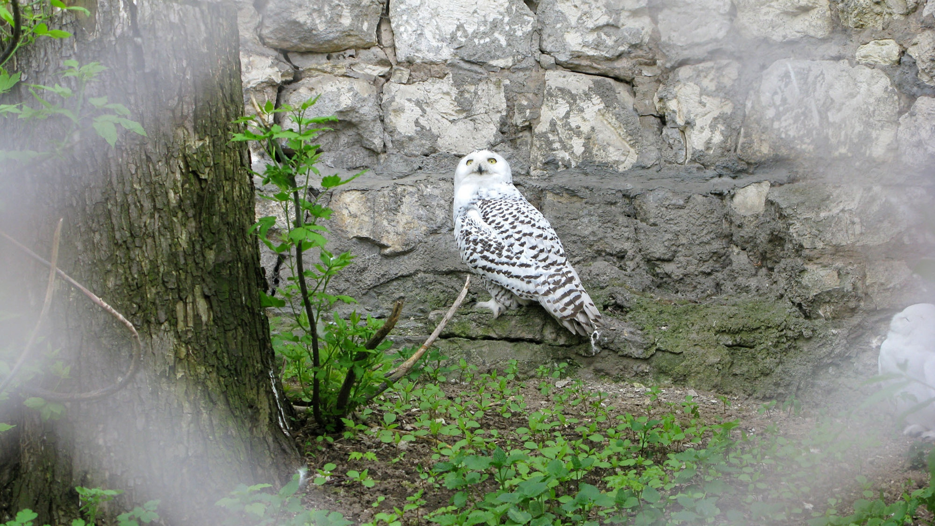 Обои птица, клюв, живая природа, сова, зоопарк в разрешении 1920x1080