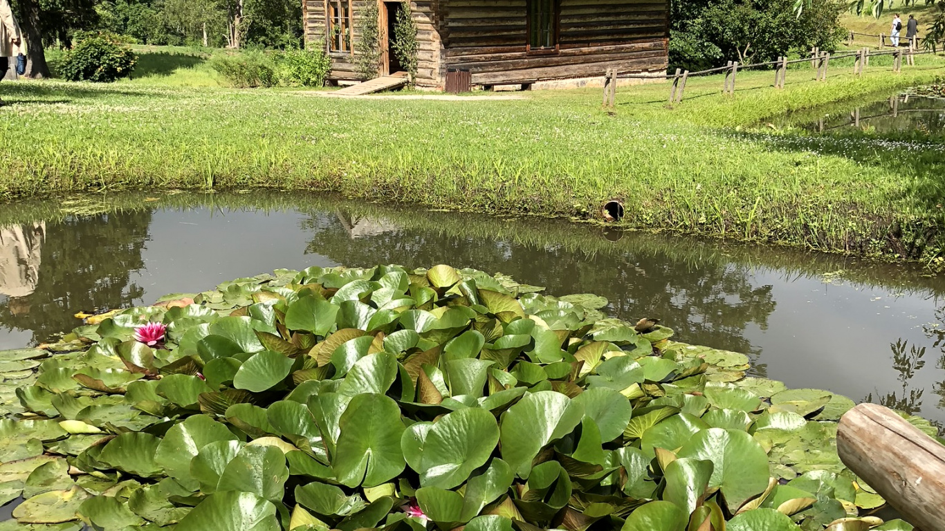 Обои цветок, Ботанический сад, водоем, растение, водное растение в разрешении 1366x768