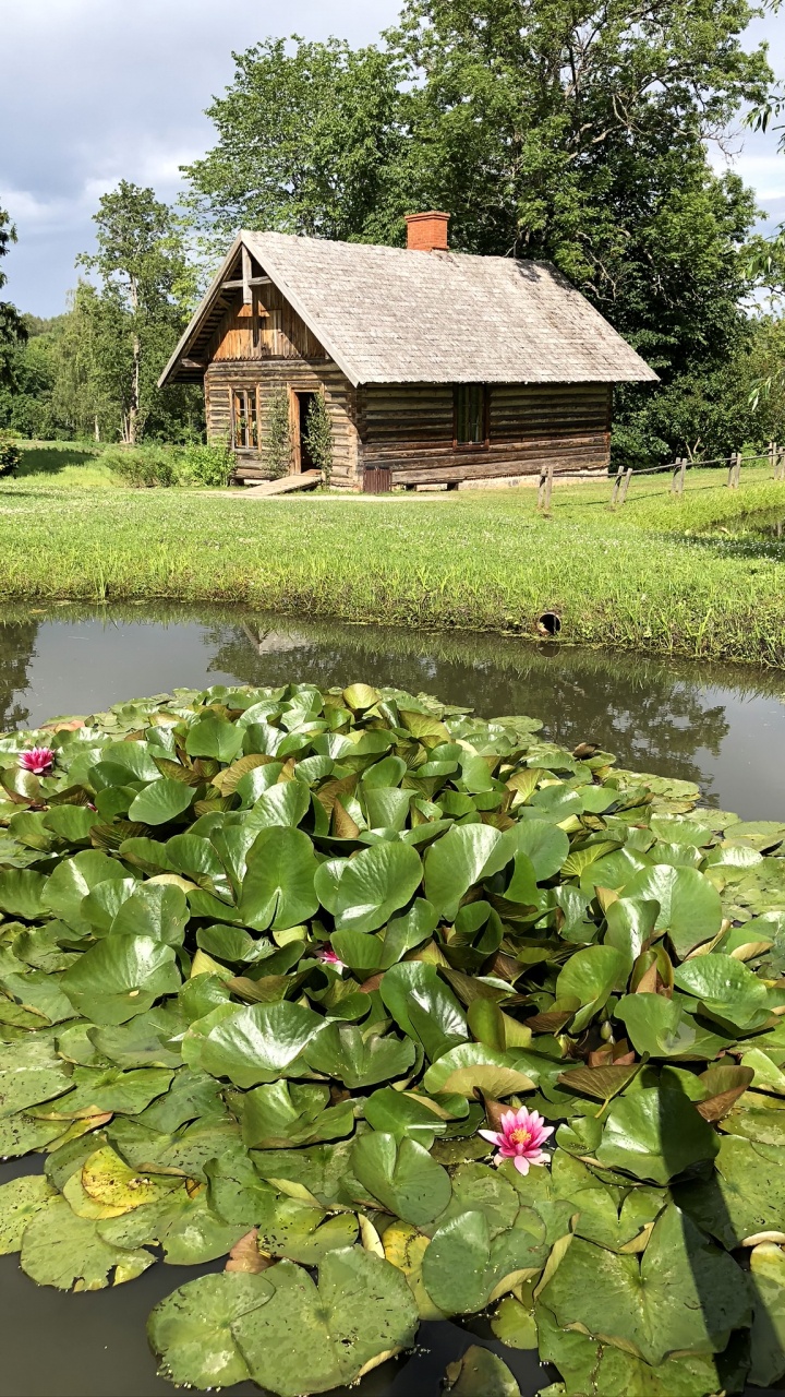 Обои цветок, Ботанический сад, водоем, растение, водное растение в разрешении 720x1280