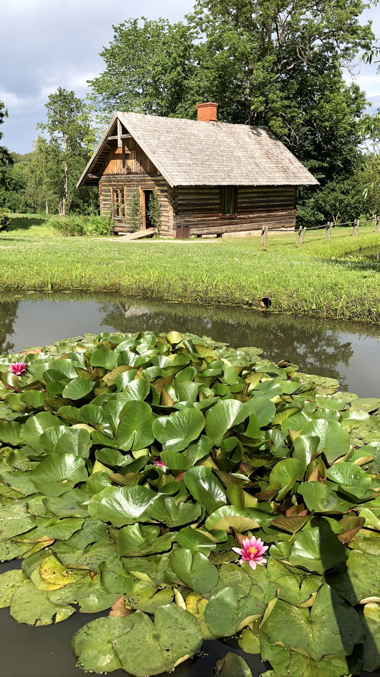 Обои цветок, Ботанический сад, водоем, растение, водное растение в разрешении 750x1334