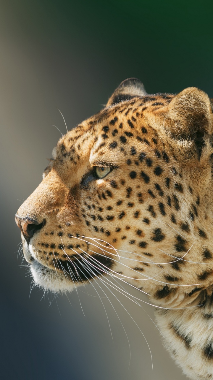 Обои Дикая кошка, Ягуар, кот, Гепард, большая кошка в разрешении 720x1280