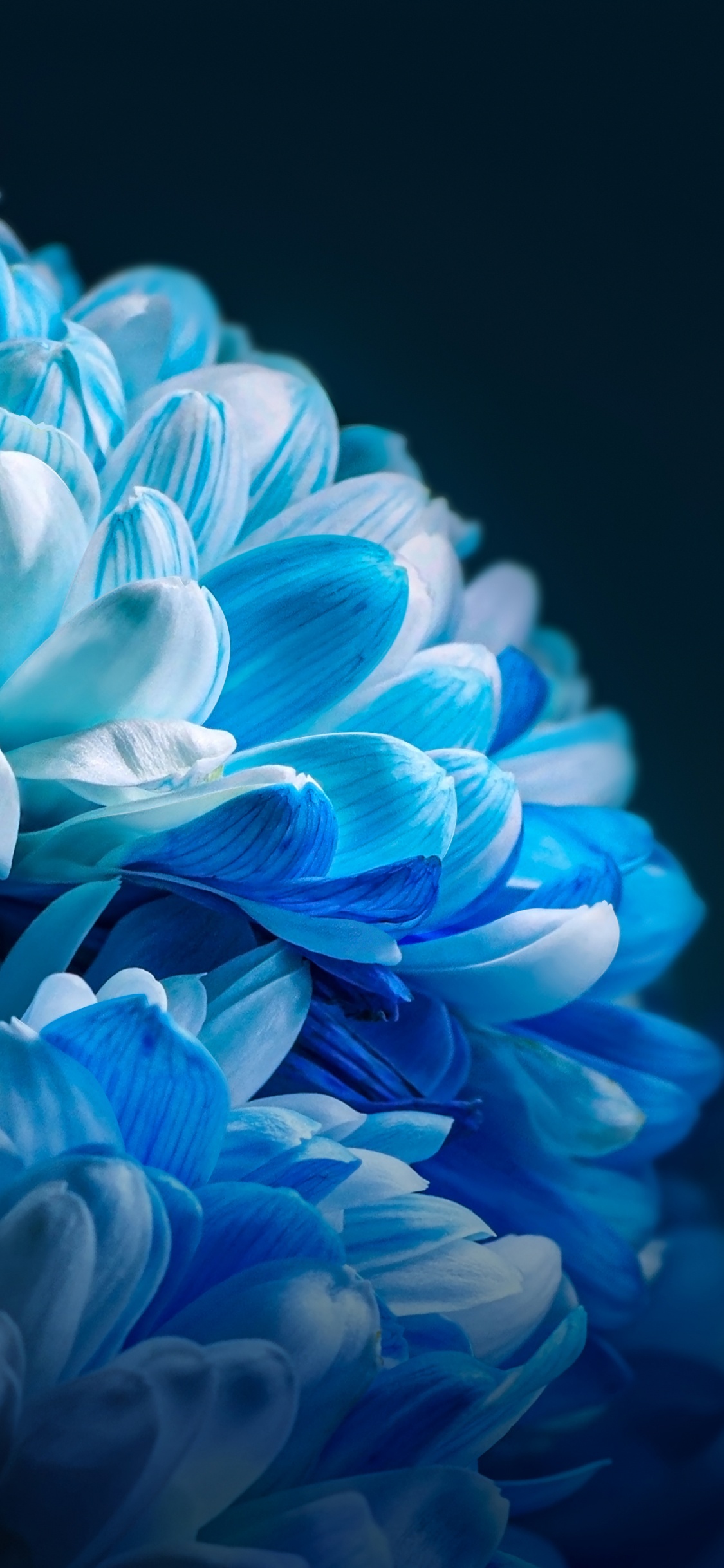 Обои честь, Xiaomi, сообщество сяоми, смартфон, честь 80 за в разрешении 1125x2436