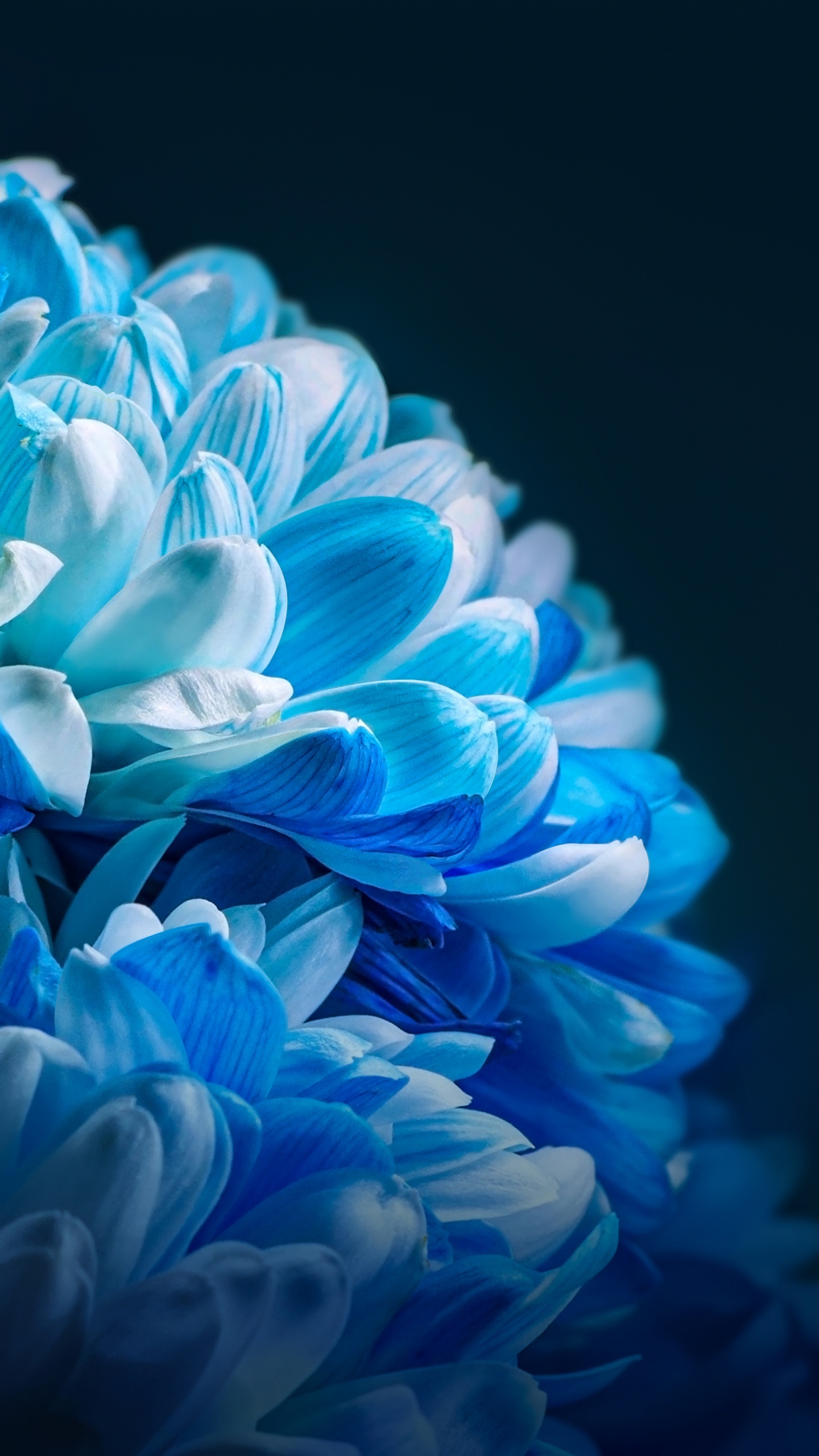 Обои честь, Xiaomi, сообщество сяоми, смартфон, честь 80 за в разрешении 1440x2560