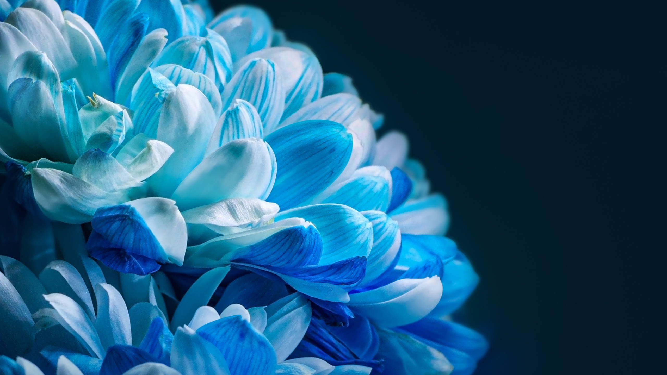 Обои честь, Xiaomi, сообщество сяоми, смартфон, честь 80 за в разрешении 2560x1440