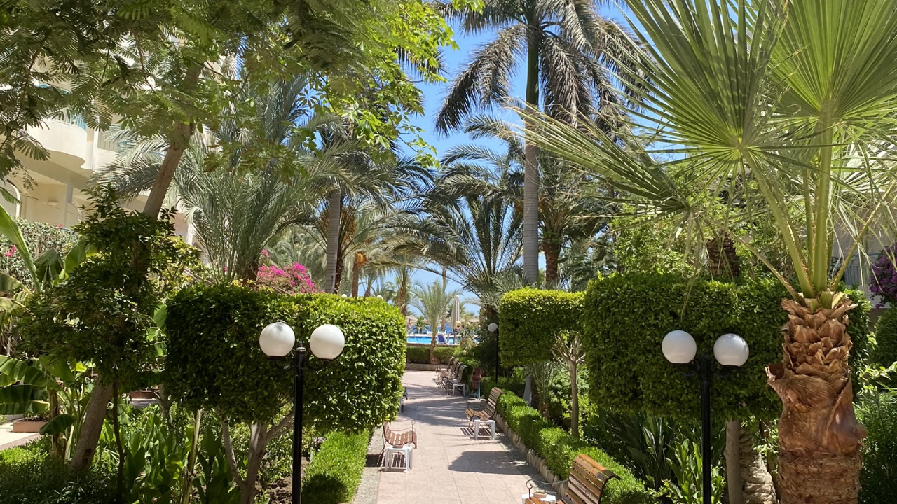 Обои растительность, дерево, древесные растения, сад, Пальма в разрешении 1280x720