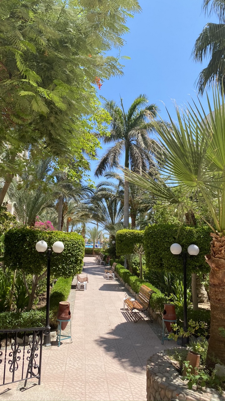 Обои растительность, дерево, древесные растения, сад, Пальма в разрешении 720x1280