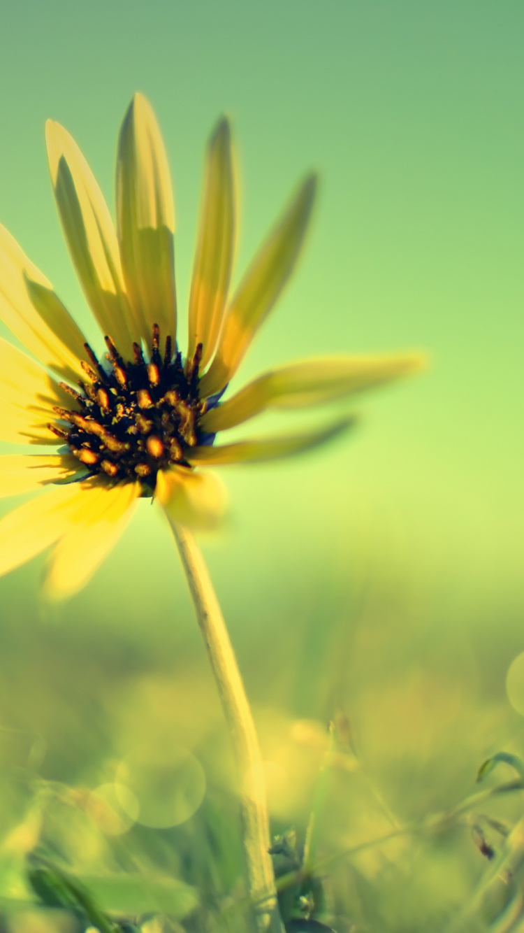 Обои желтый, полевой цветок, солнечный свет, Флора, Маргаритка в разрешении 750x1334