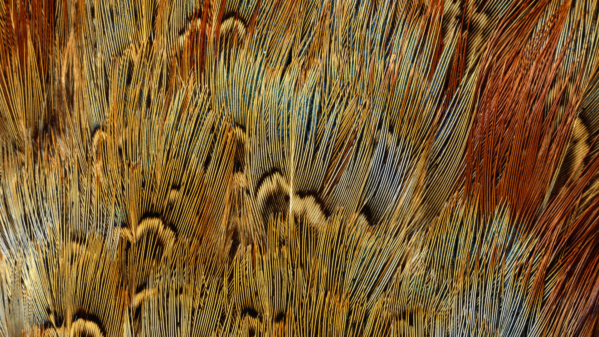 Обои живая природа, наложение текстуры, семейство травы, узор, древесина в разрешении 1920x1080