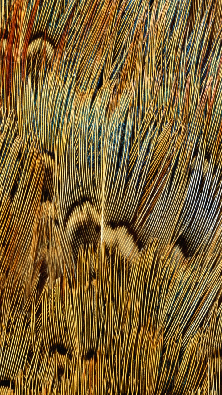 Обои живая природа, наложение текстуры, семейство травы, узор, древесина в разрешении 720x1280