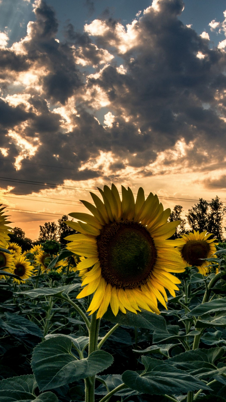 Обои цветок, облако, растение, лепесток, солнечный свет в разрешении 750x1334