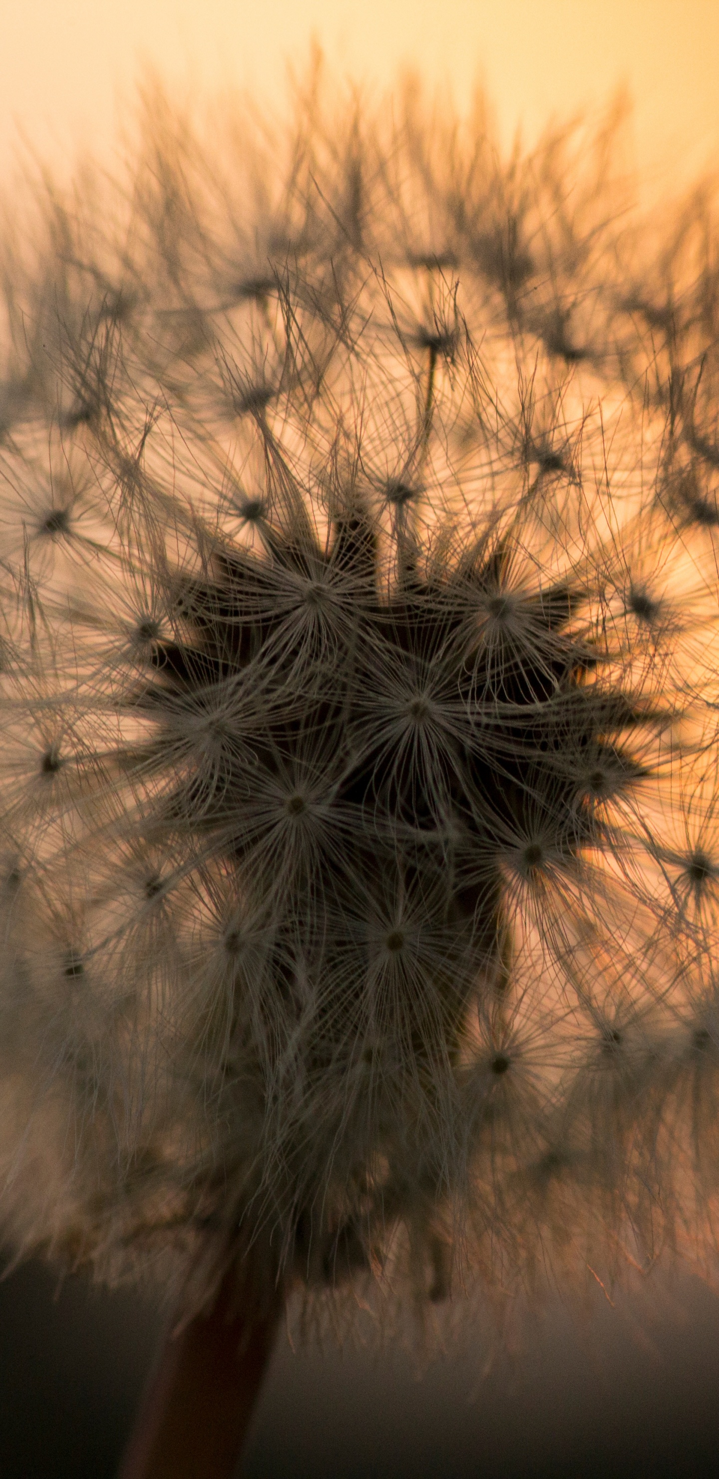 Обои одуванчик, природа, цветок, растение, весна в разрешении 1440x2960