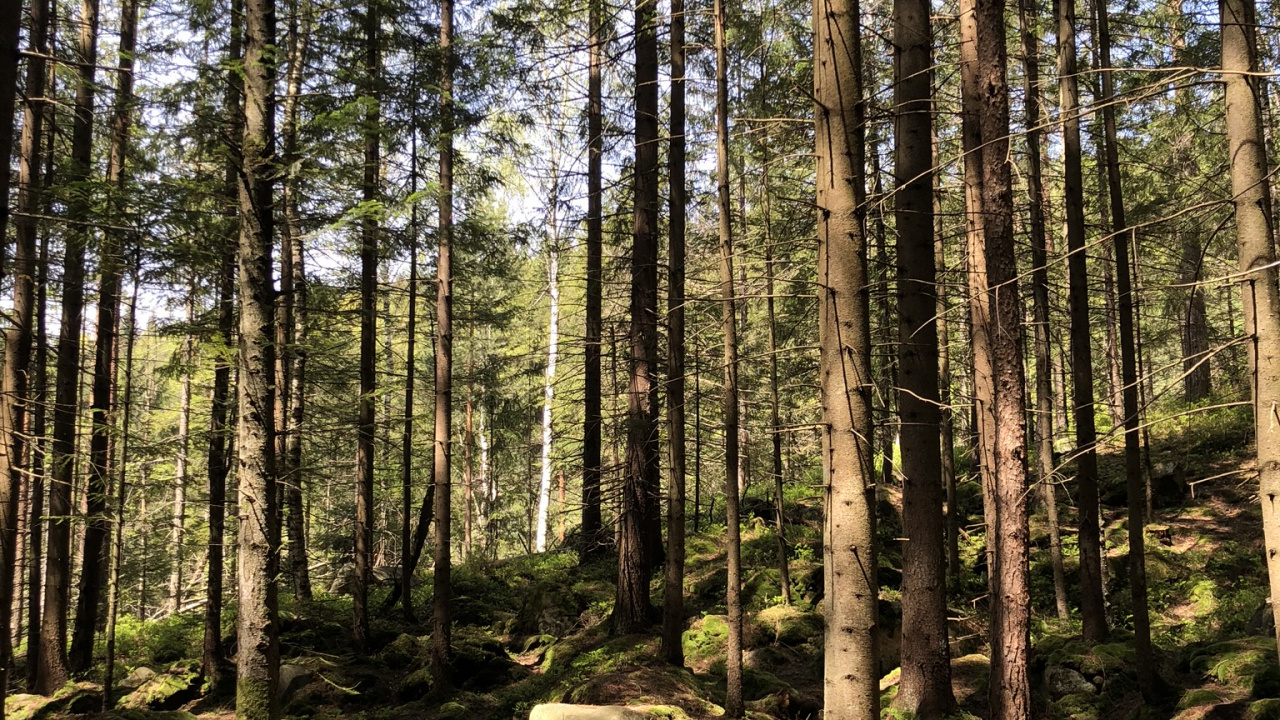 Обои лесистая местность, хвойными лесами, окружающая среда, растительное сообщество, лес в разрешении 1280x720