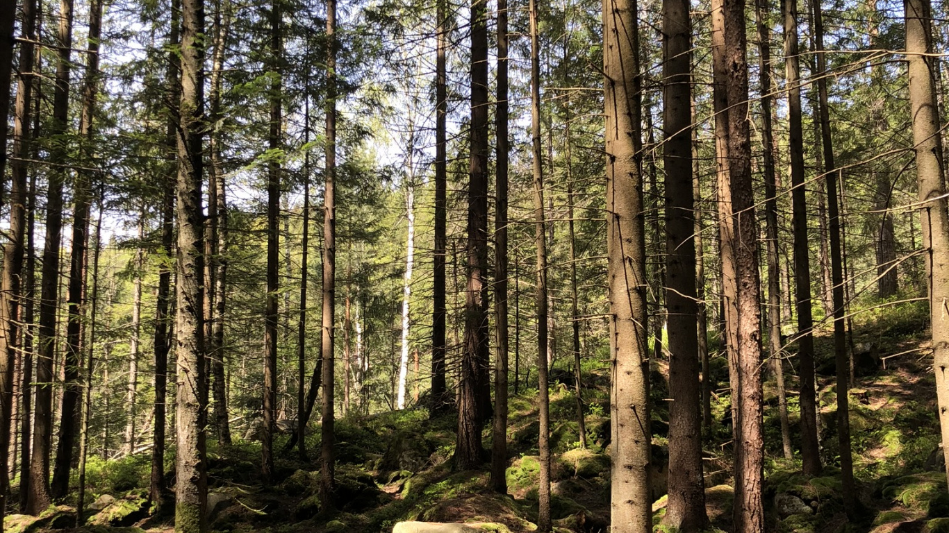Обои лесистая местность, хвойными лесами, окружающая среда, растительное сообщество, лес в разрешении 1366x768