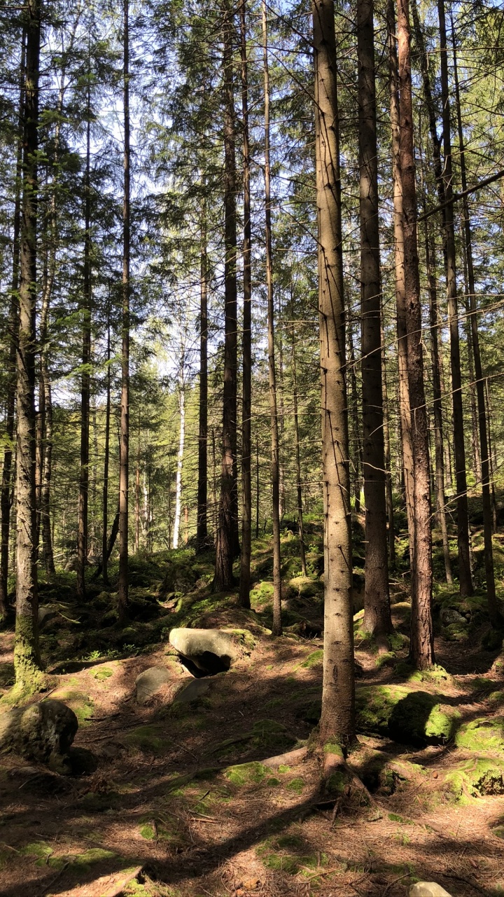 Обои лесистая местность, хвойными лесами, окружающая среда, растительное сообщество, лес в разрешении 720x1280