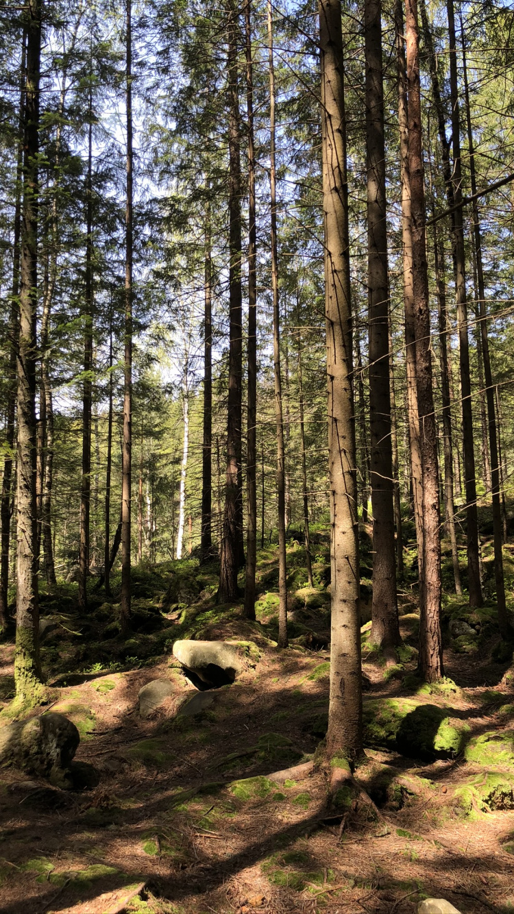 Обои лесистая местность, хвойными лесами, окружающая среда, растительное сообщество, лес в разрешении 750x1334